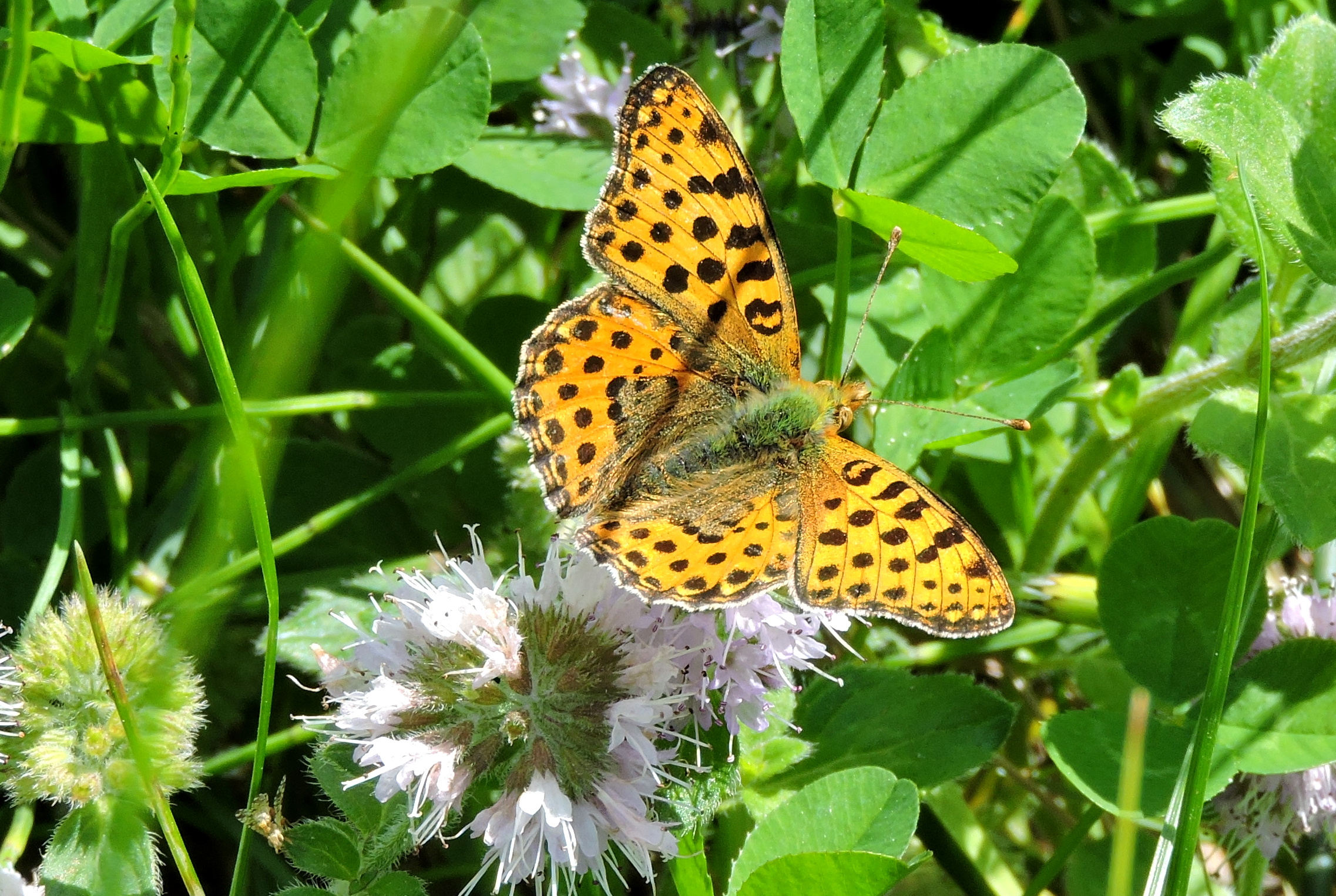 Klein maar opvallend
