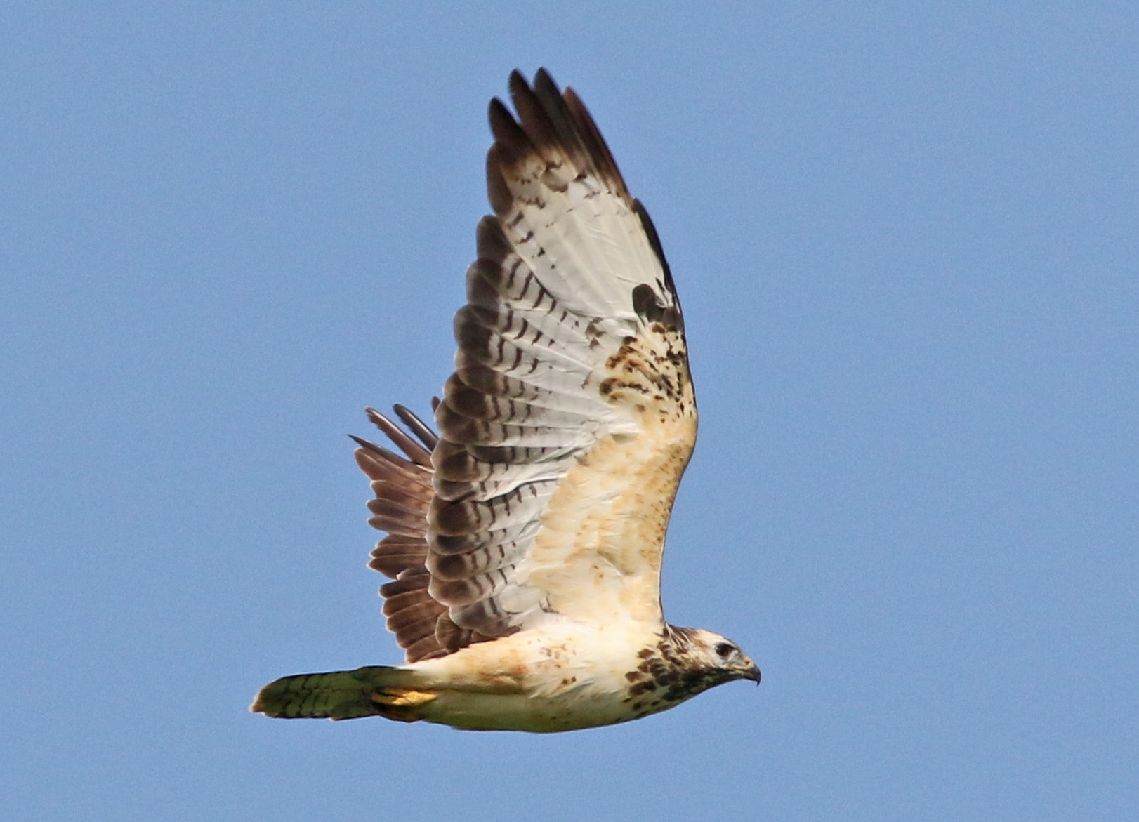 Buizerd (1)