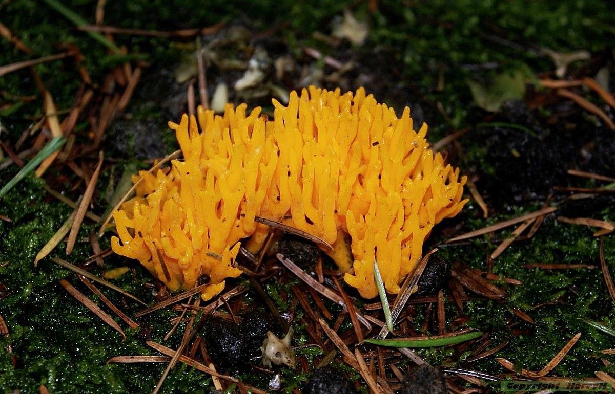 gele koraalzwammetjes