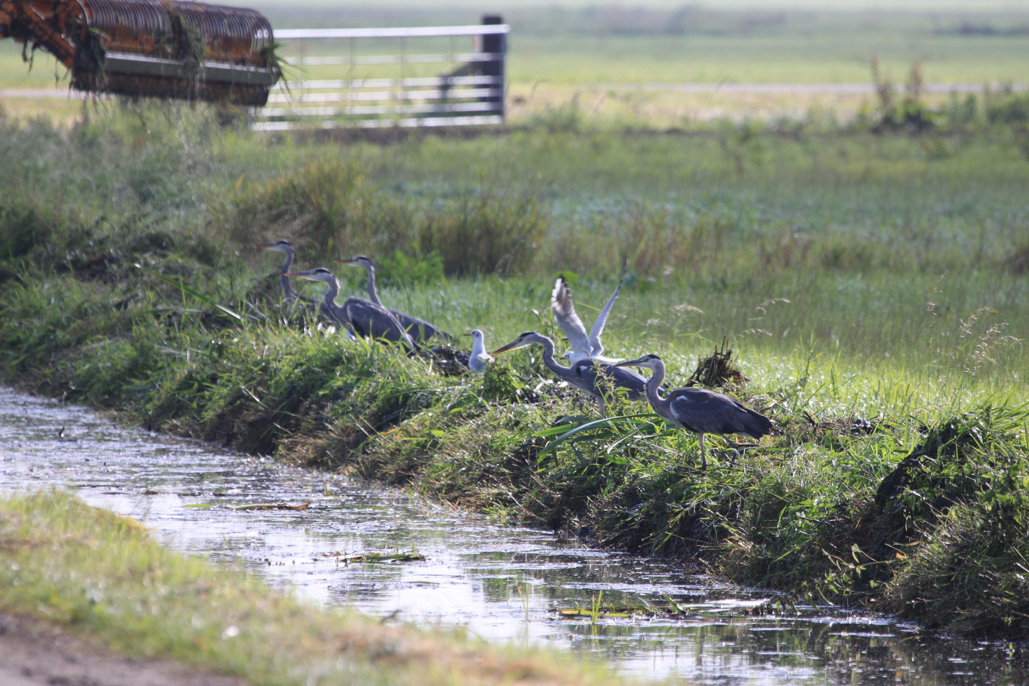 5 reigers op een rij!