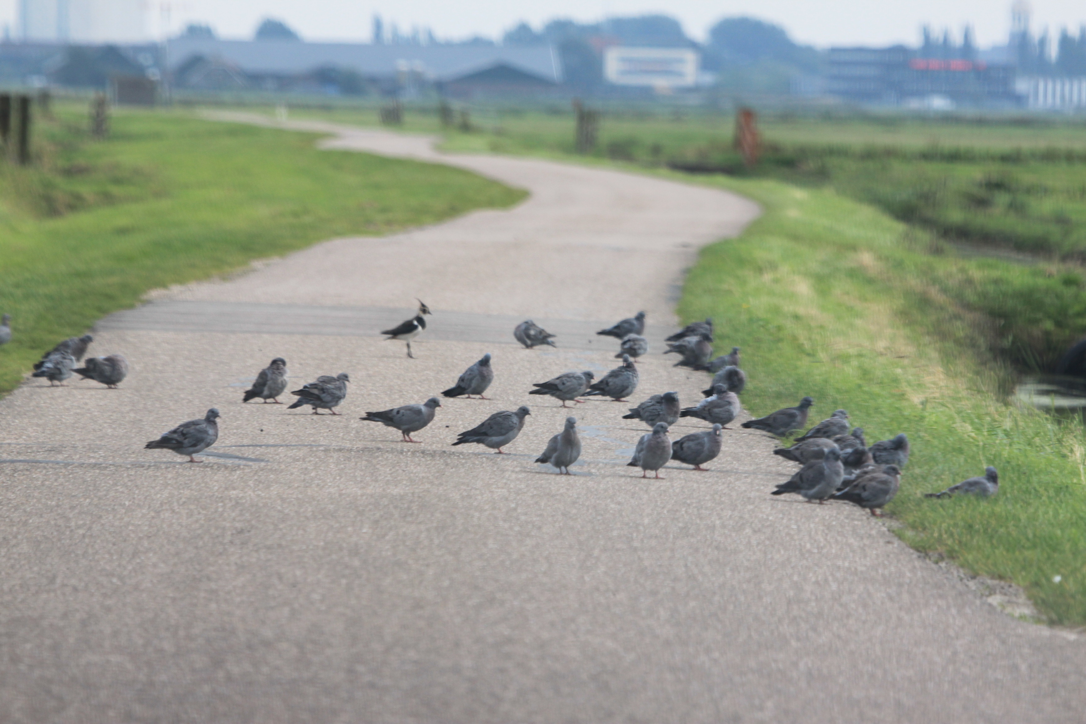 Duiven en een kievit
