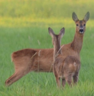 Twee mooie ree hinde