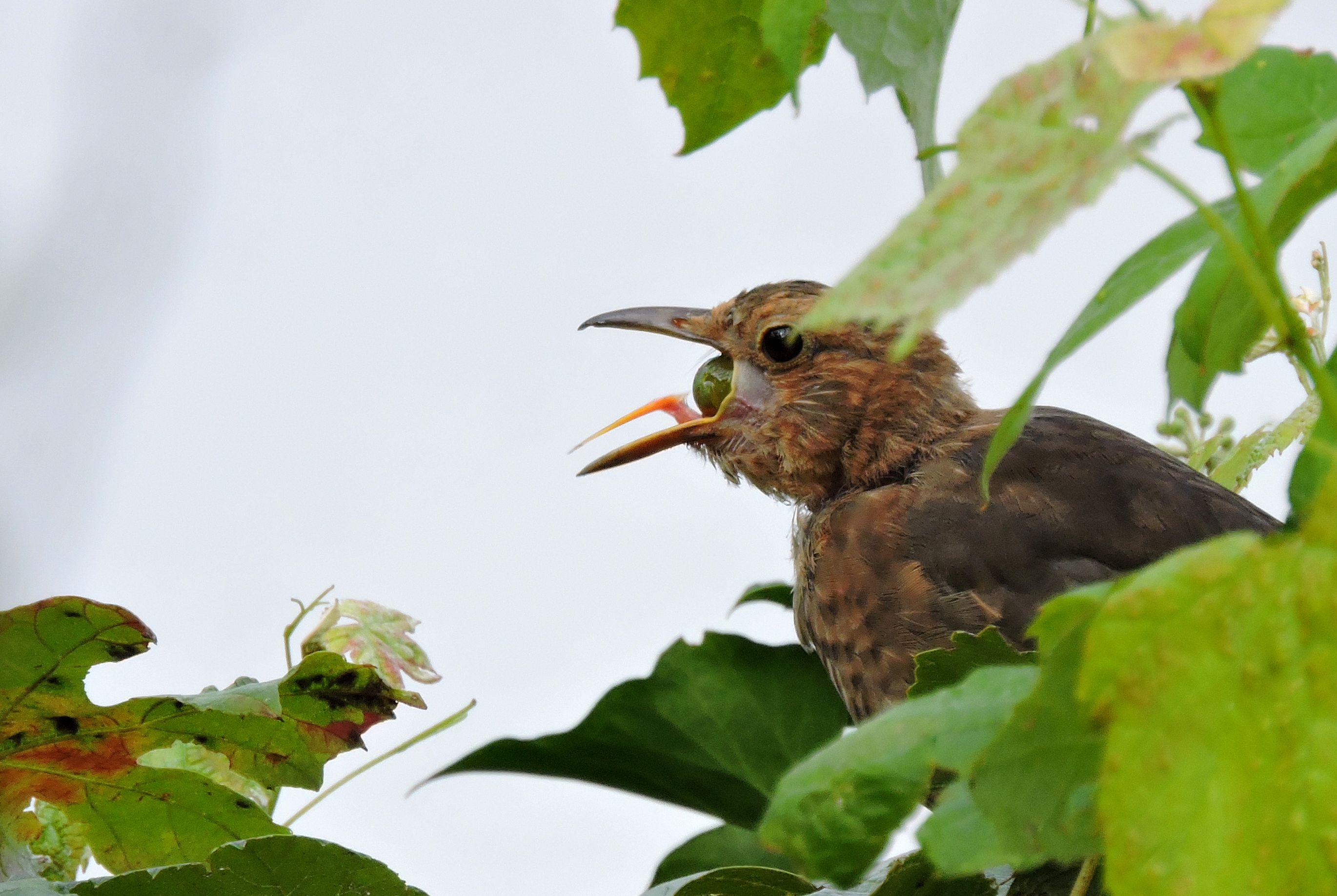 De druiven zijn groot dit jaar!