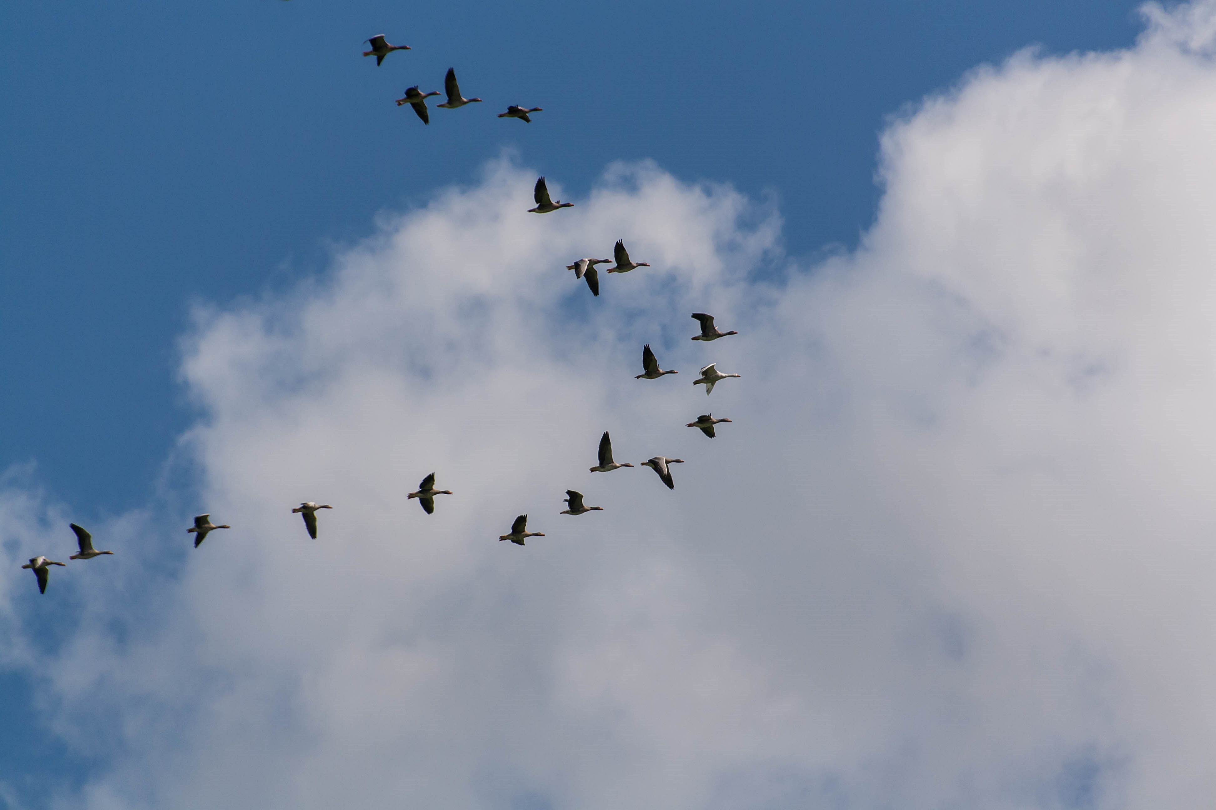 Vreemde eend in den bijt