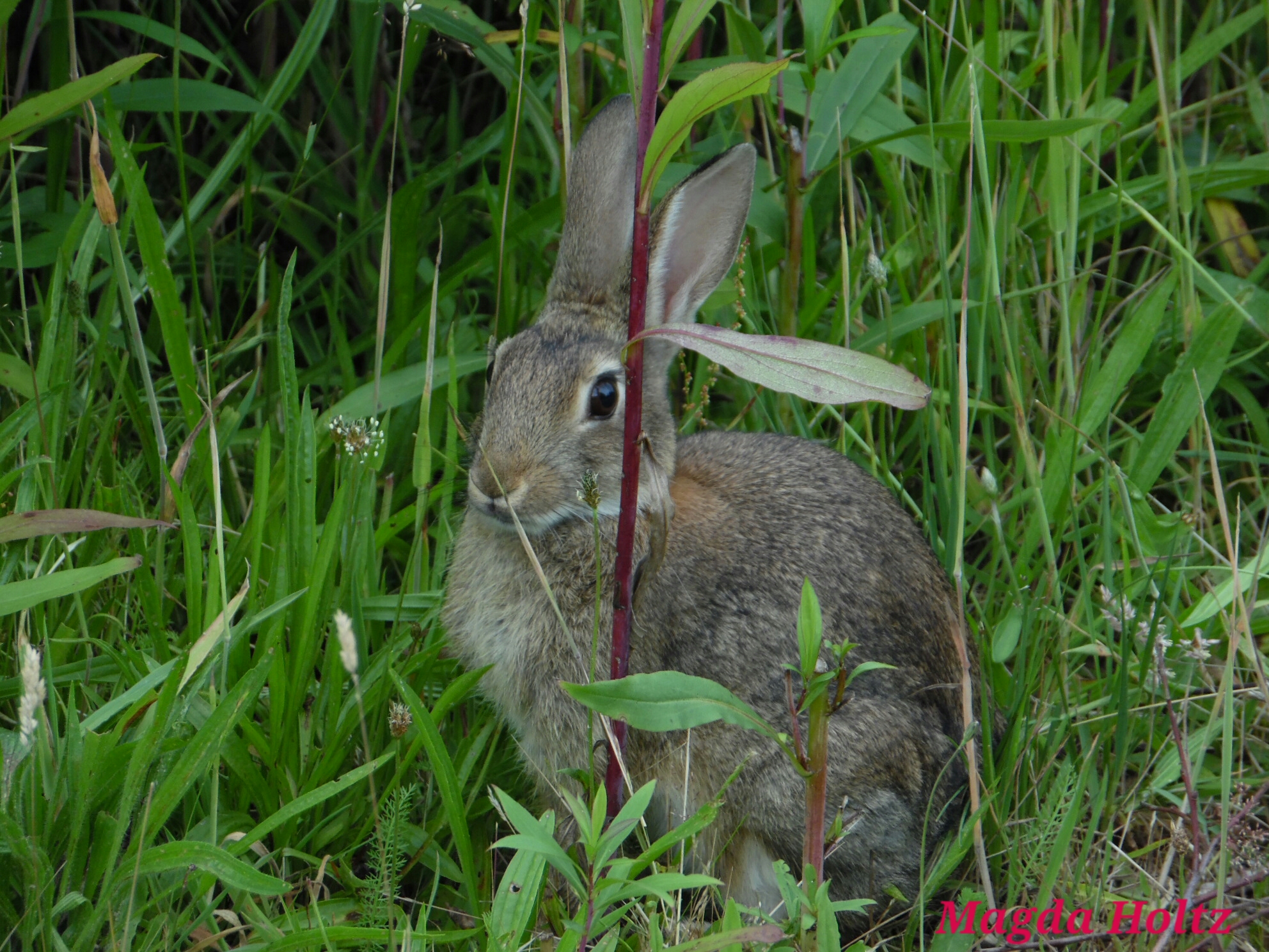 Konijn in de natuur