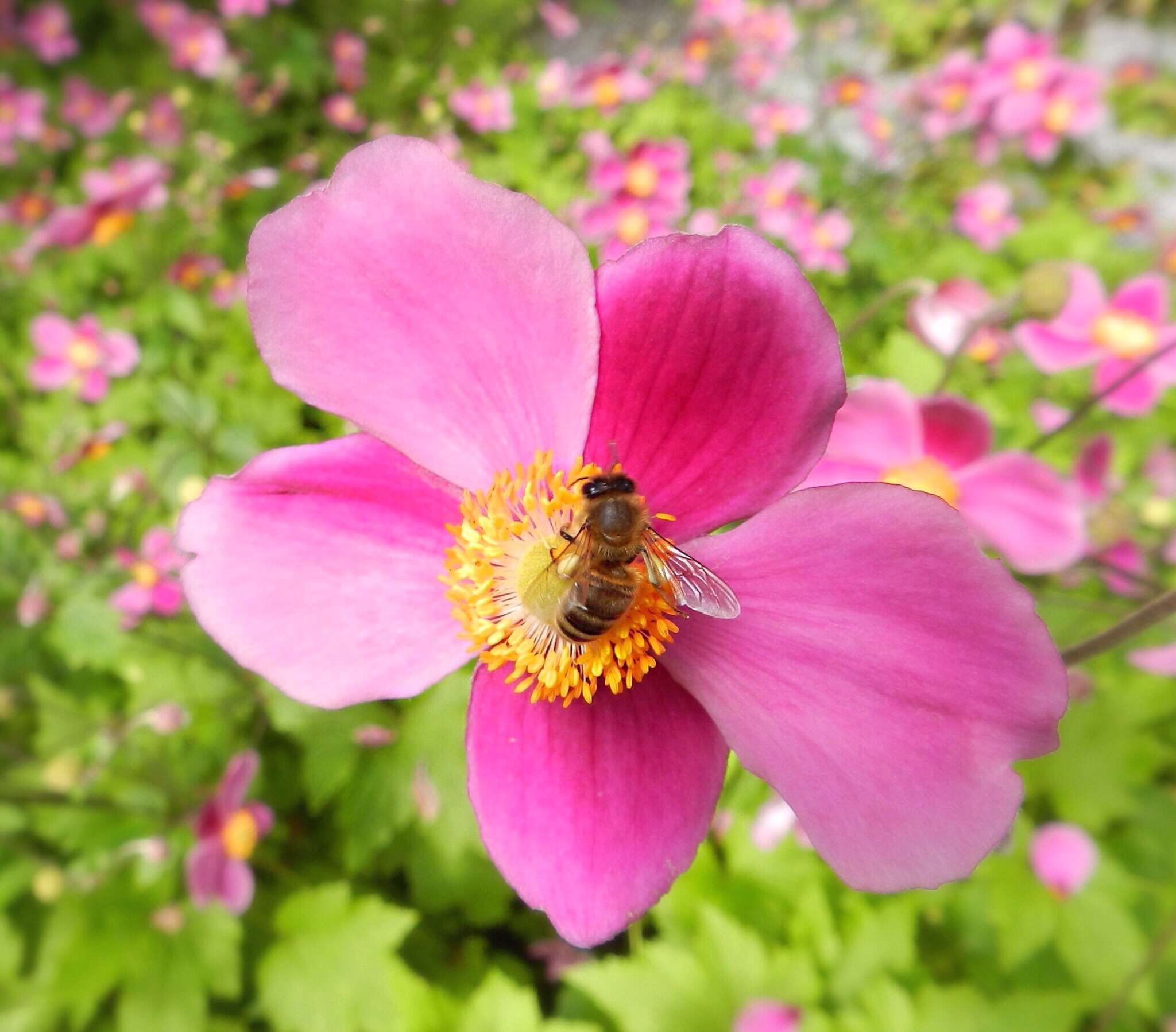 Nog een beetje zomer
