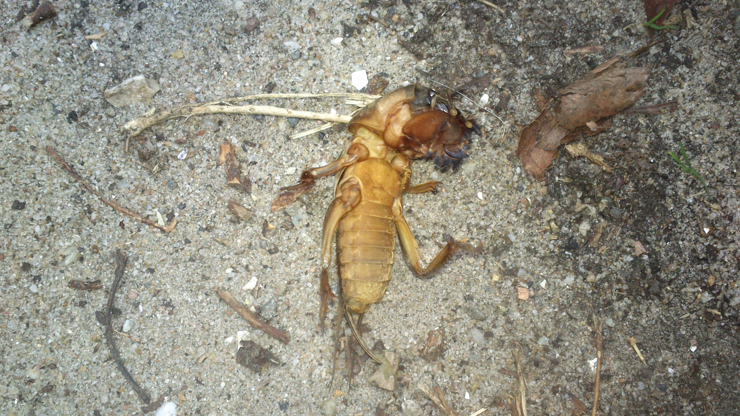 Kan iemand mij vertellen wat dit is?
