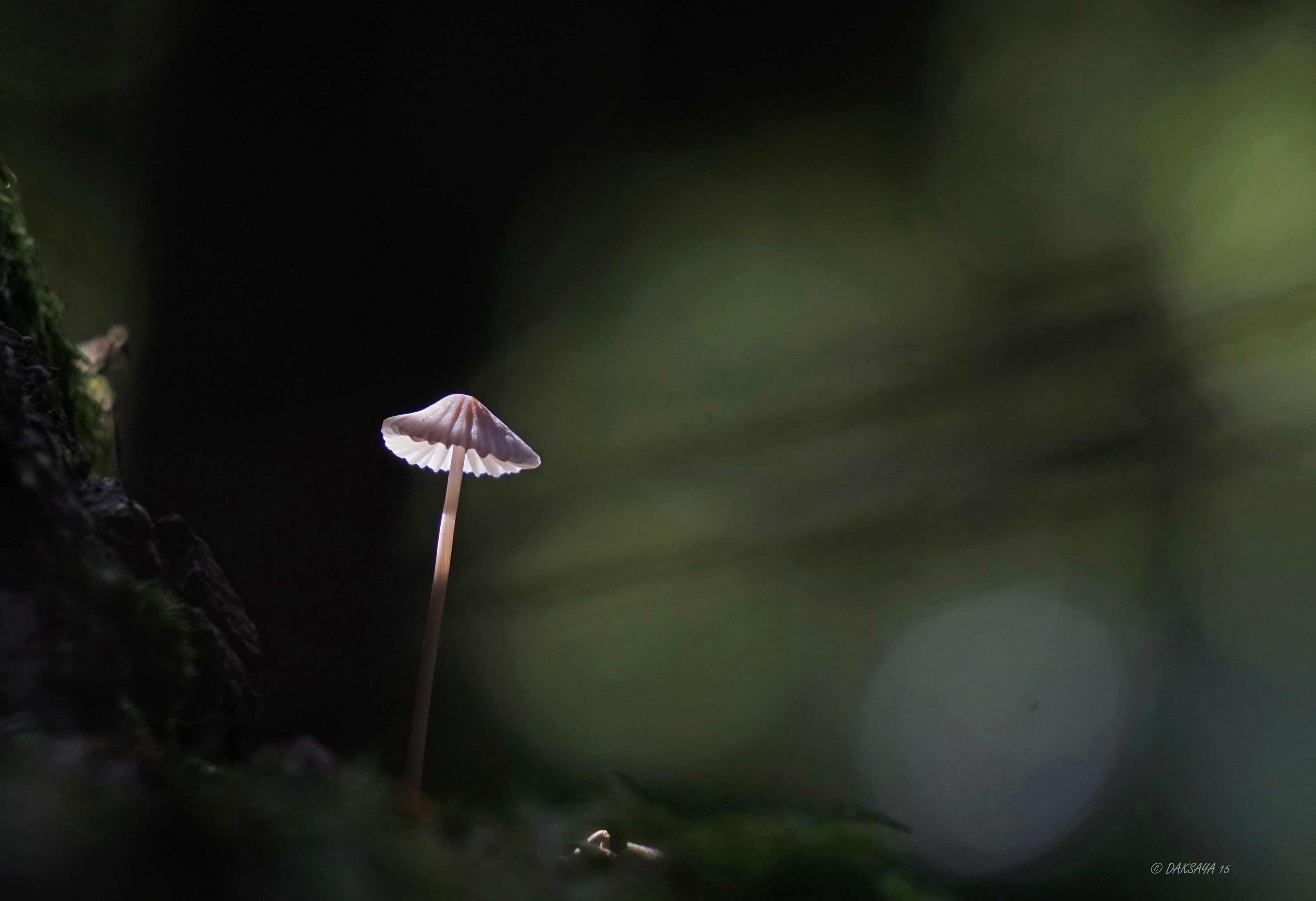 Mycena