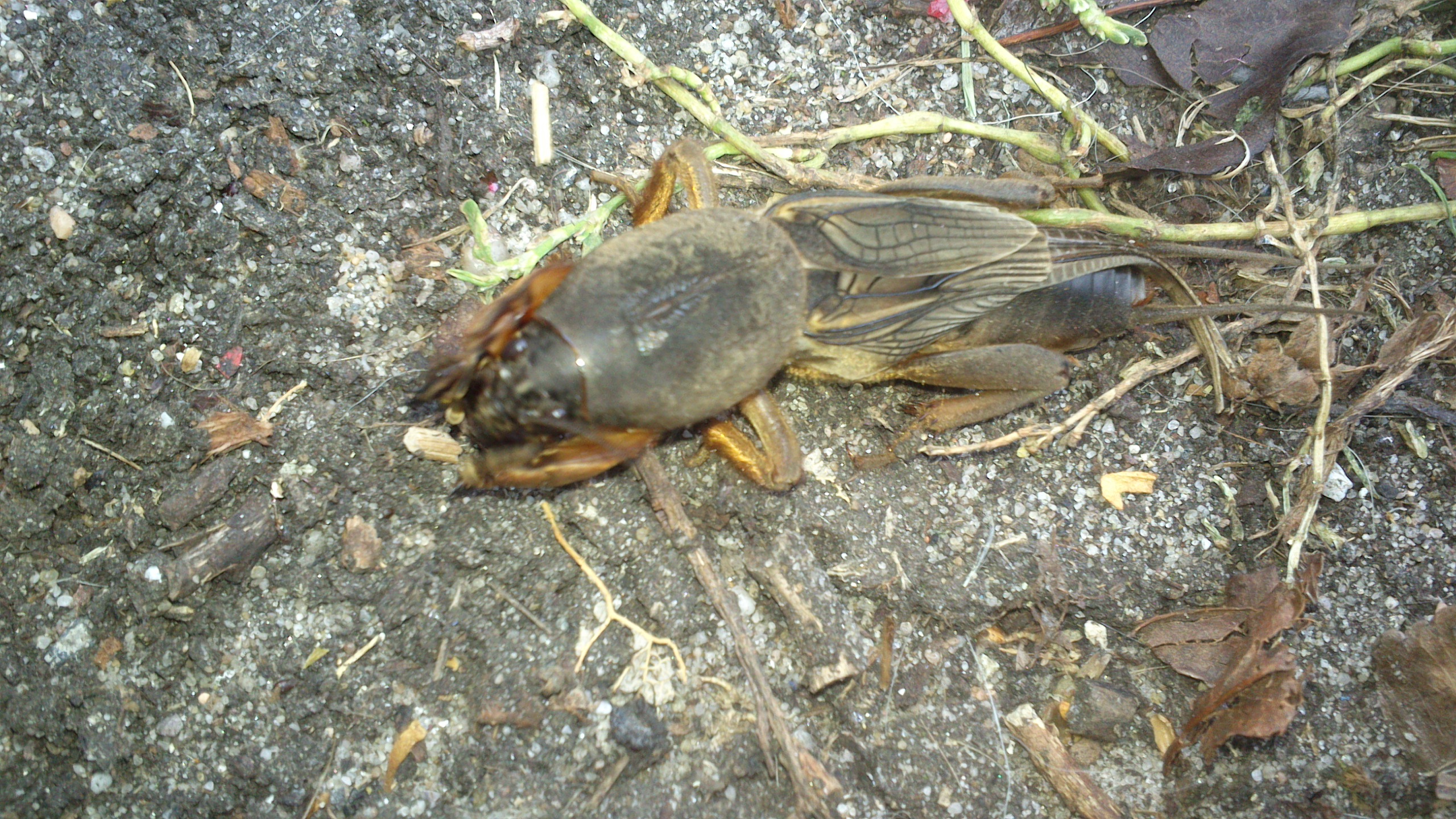 Kan iemand mij vertellen wat dit is?