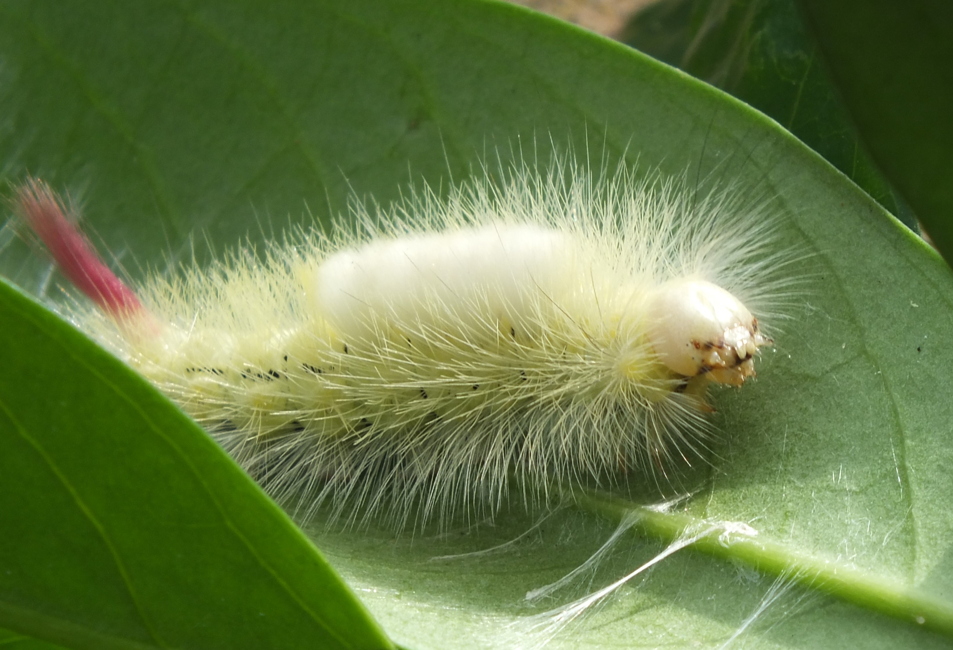 Meriansrups