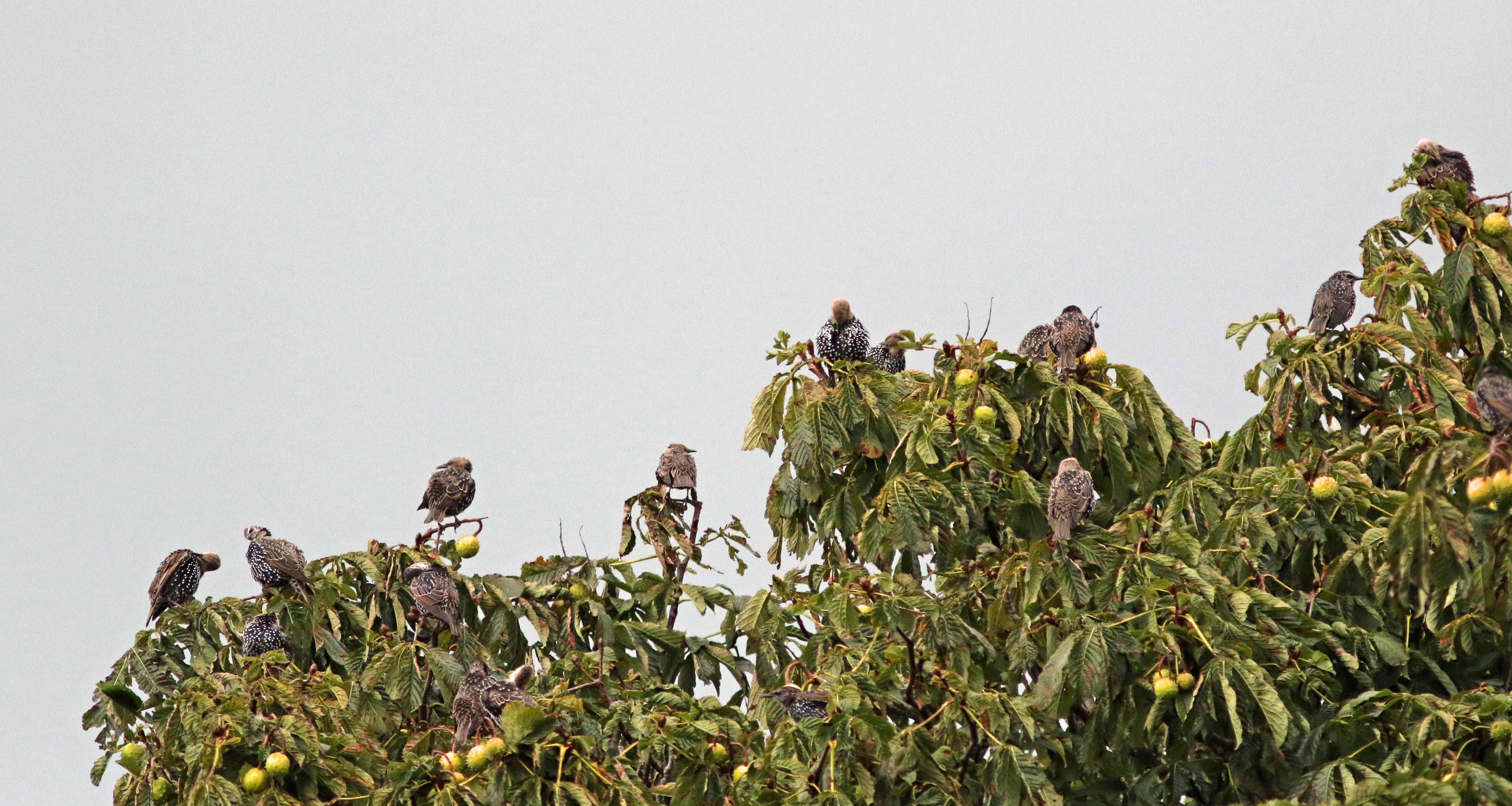 De spreeuwentijd begint weer