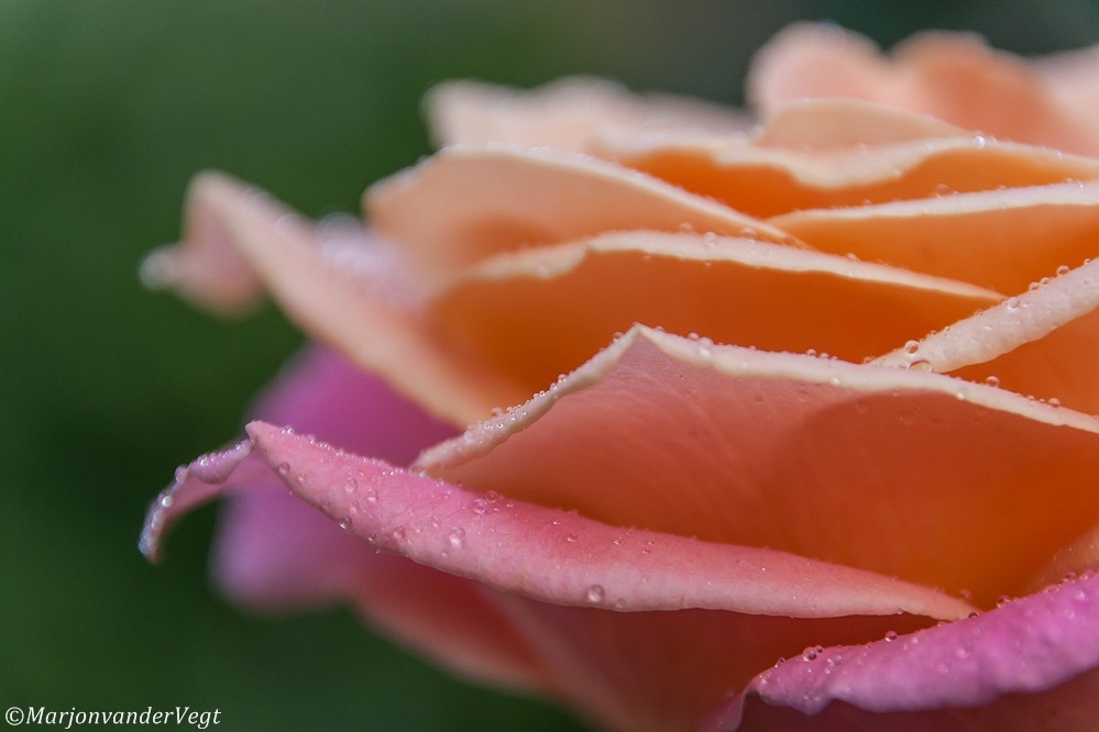 Een mooie voor bastet