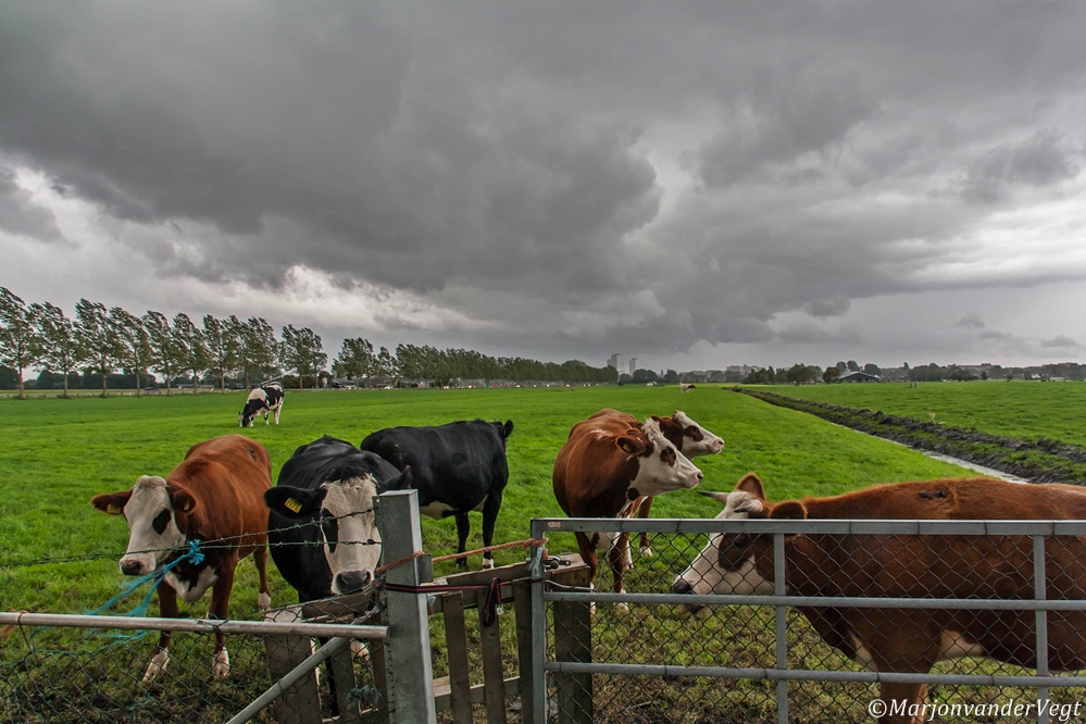 Nieuwsgierige aagjes
