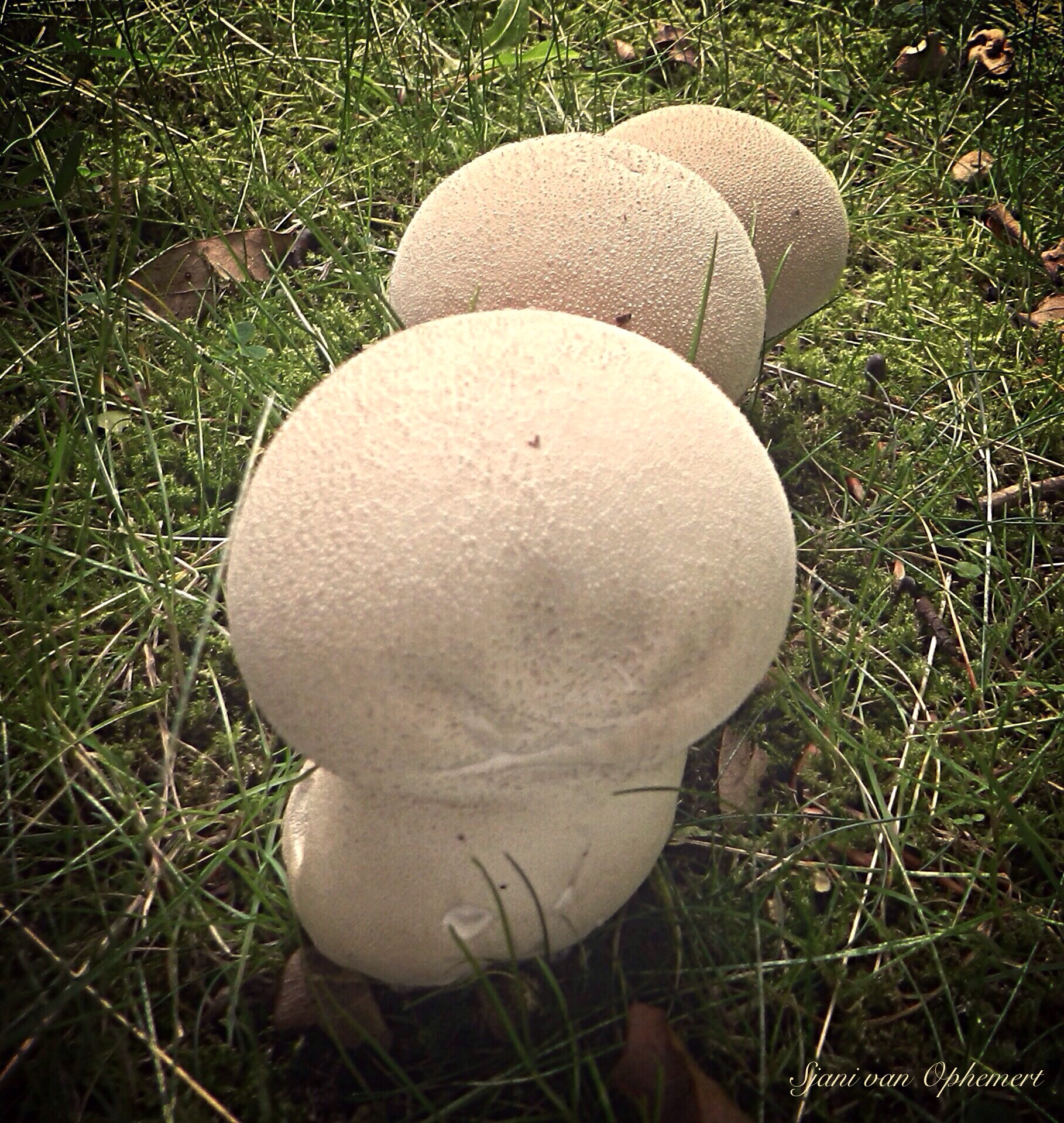 Plooivoetstuifzwammen.