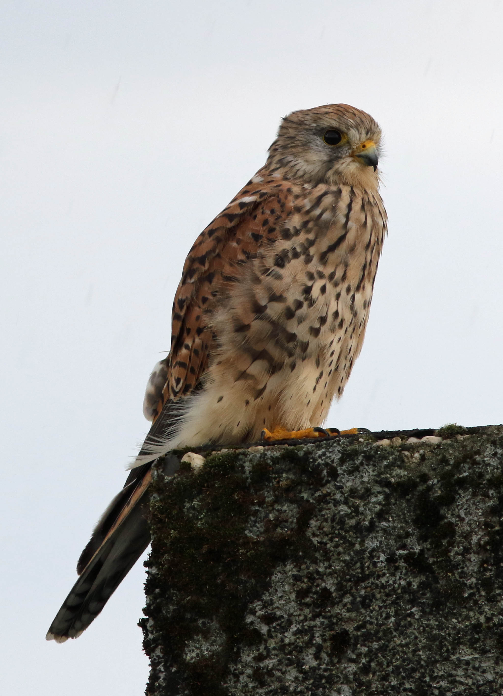 Dank voor het poseren