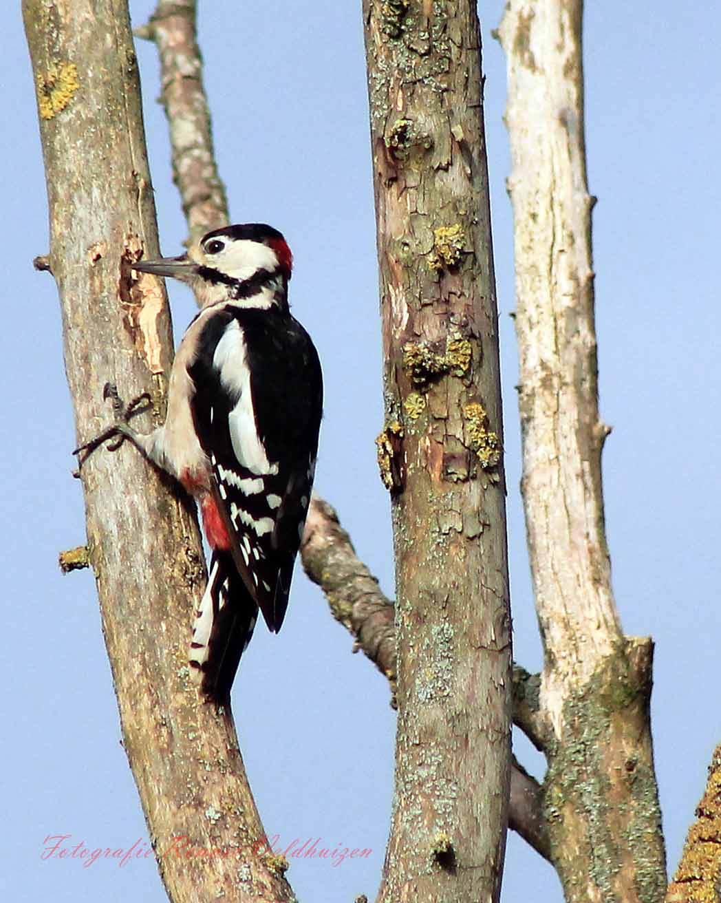 Bonte specht.