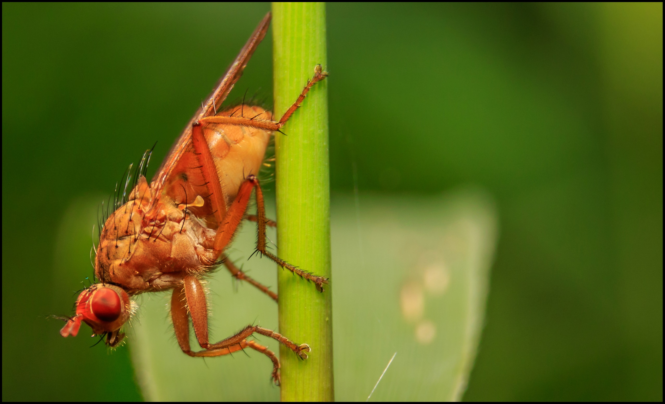 Kleine vlieg (Slakkendoder).
