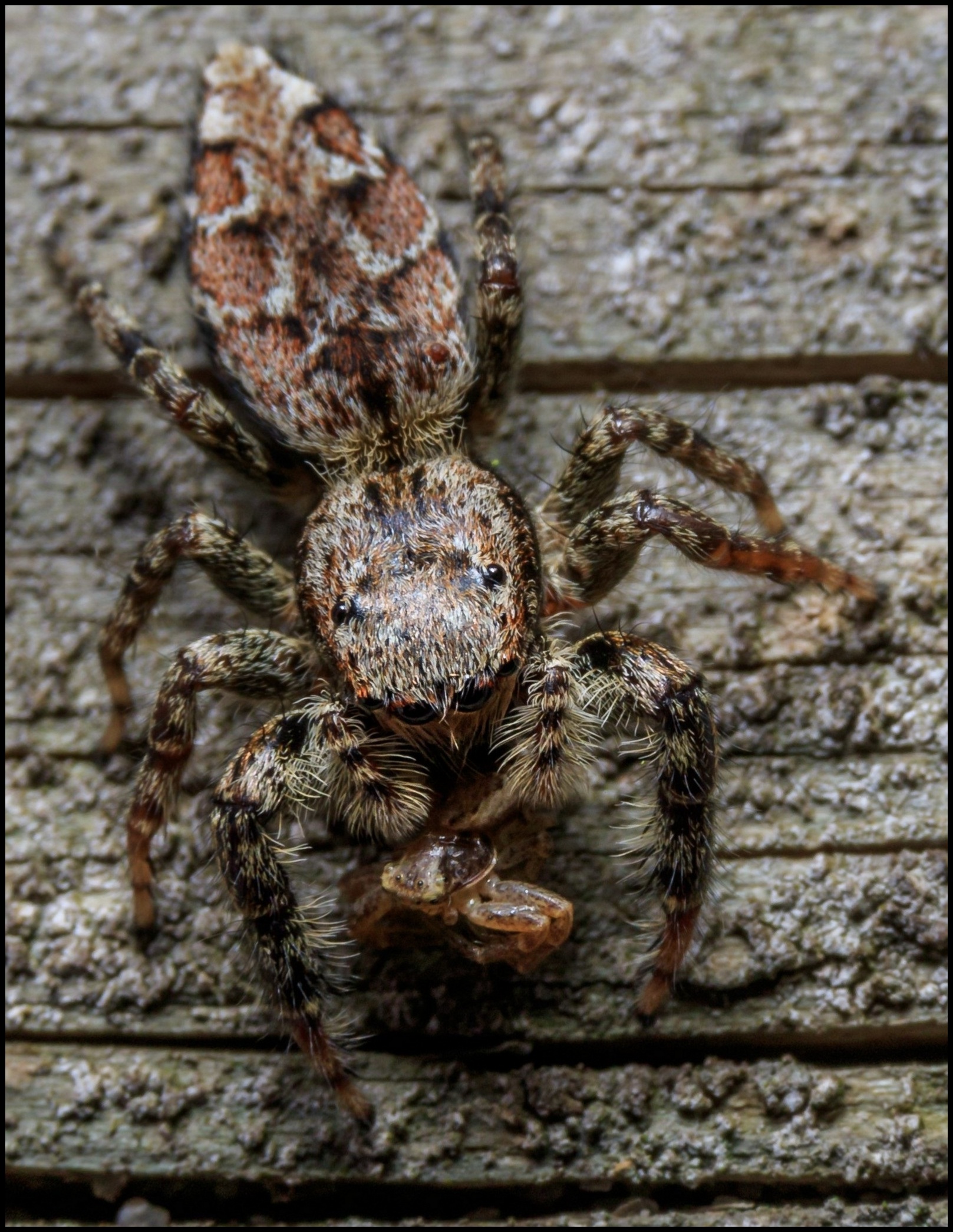 Kleine spin, met een nog kleiner krabje.