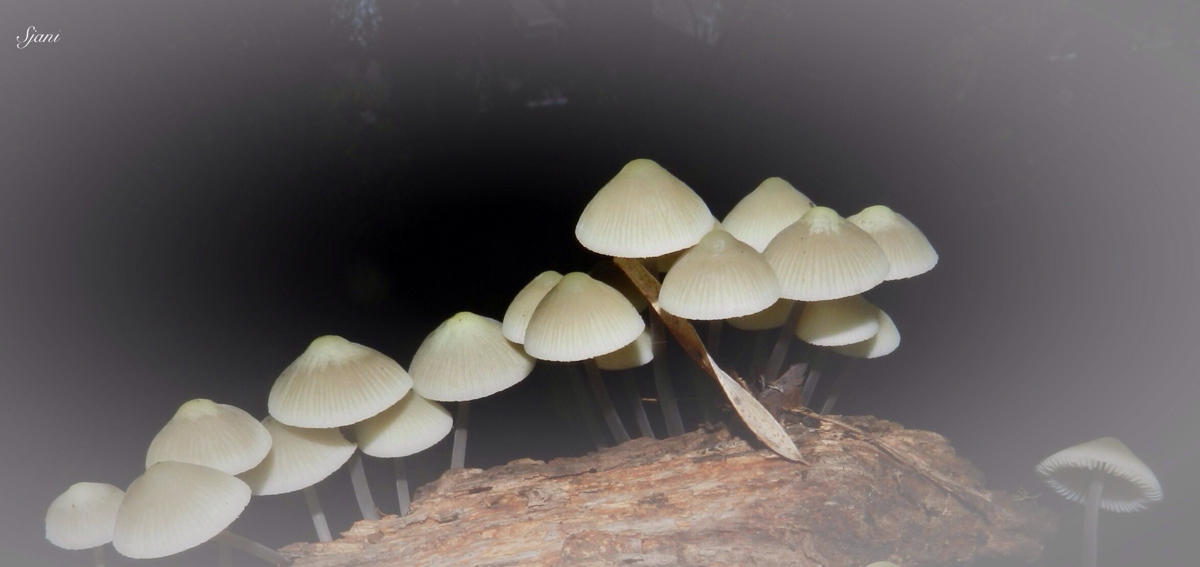 Mycena's