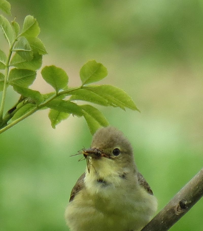 Spotvogel