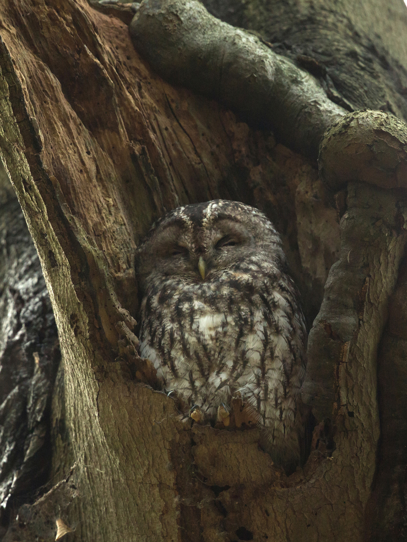 echt zoeken was dat naar deze bosuil