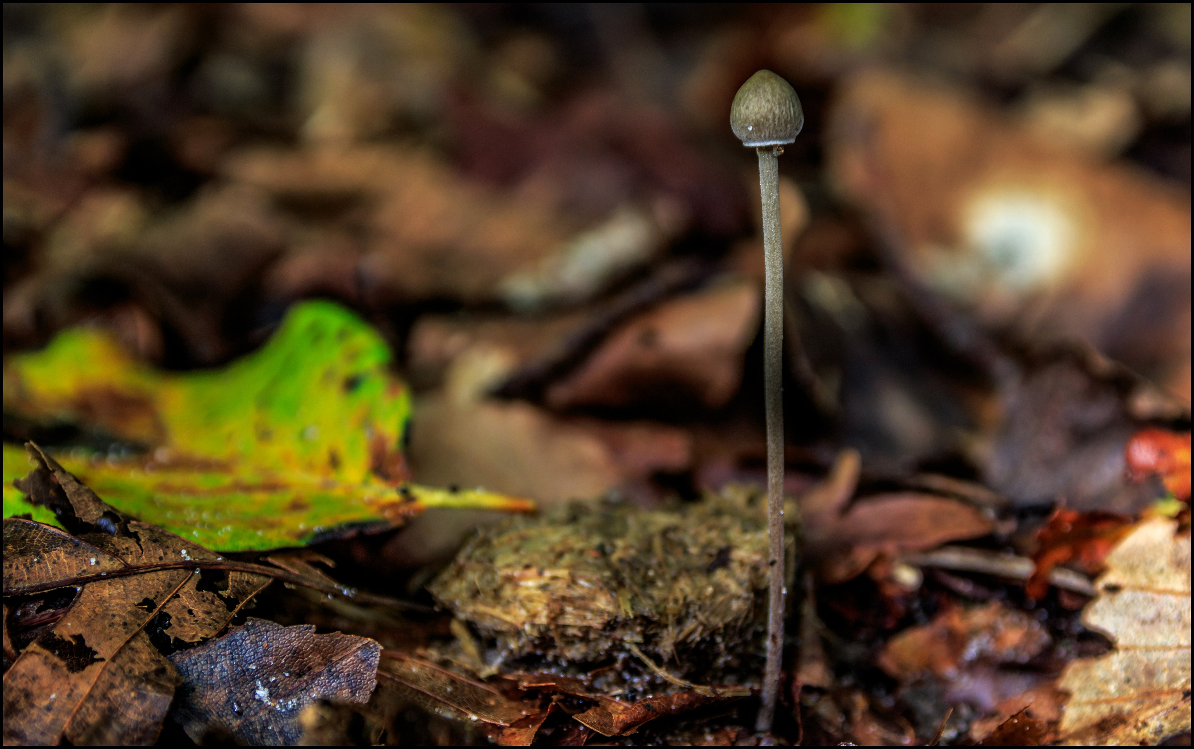Kleine paddestoel alleen in het bos.