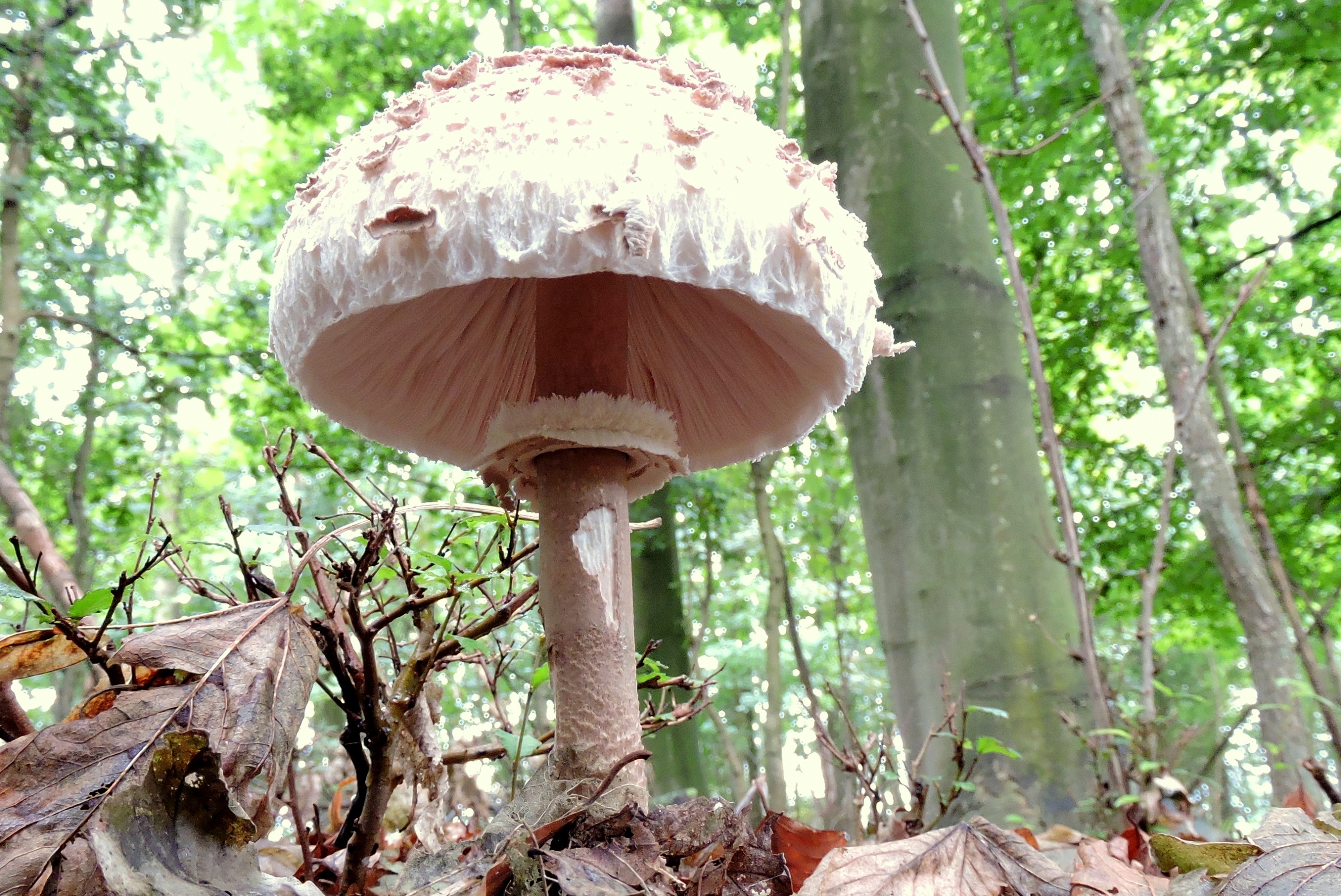 Parasolletje in de regen