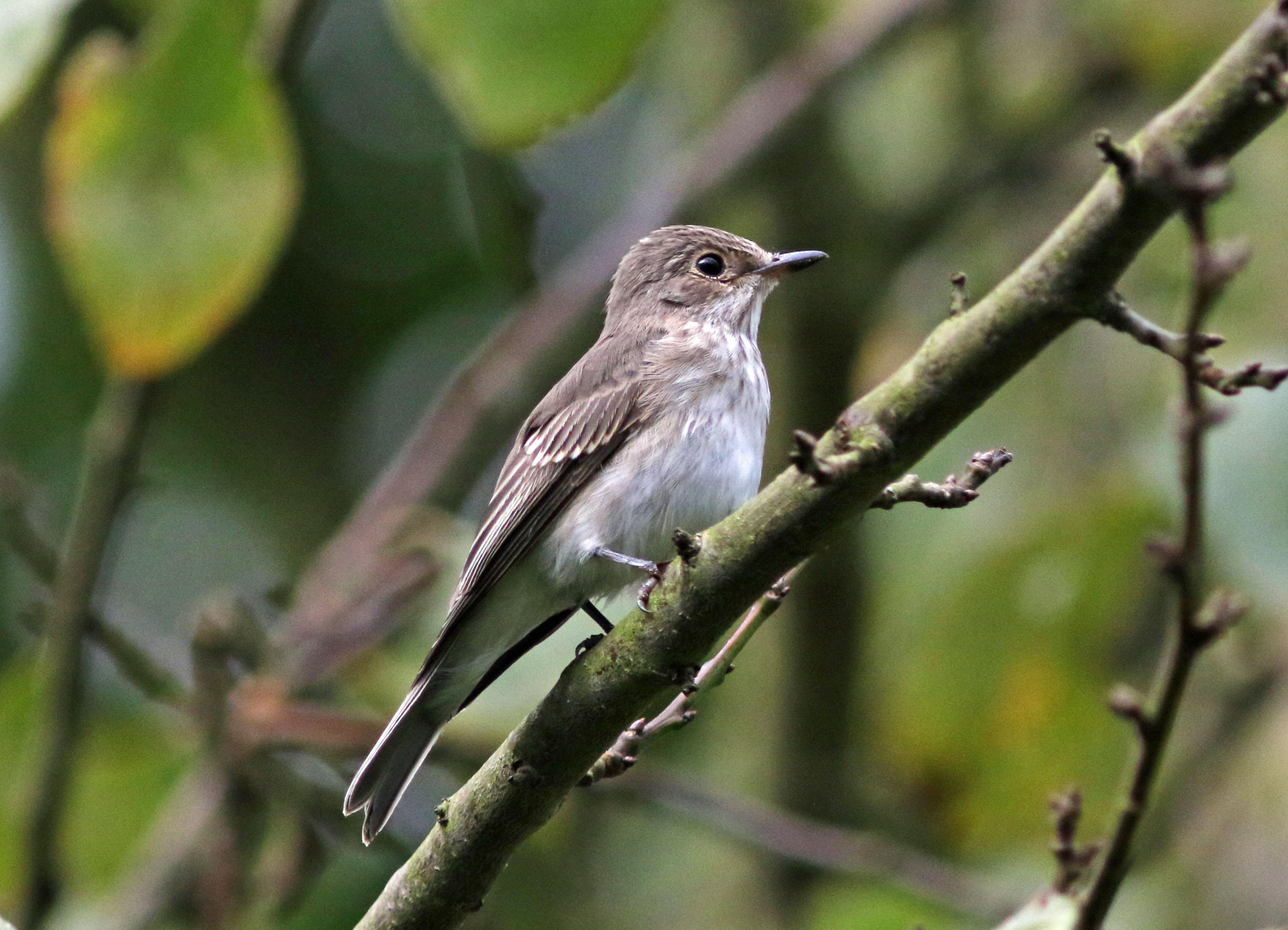 Grauwe vliegenvanger