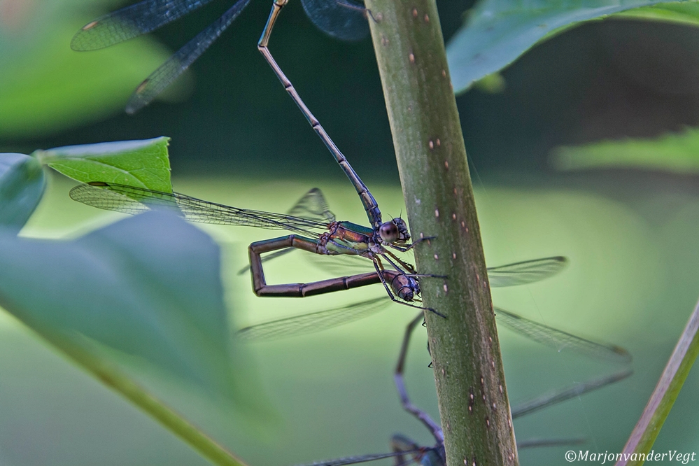 Kleurrijke houtpantserjuffer