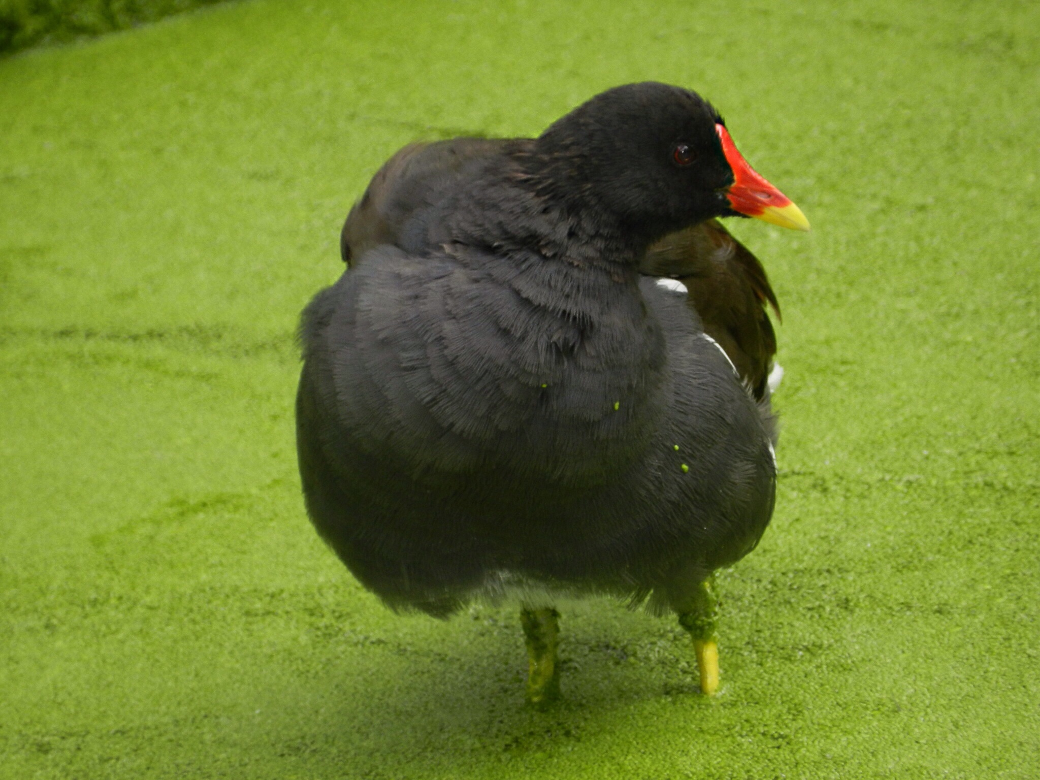 Waterhoentje in het groen
