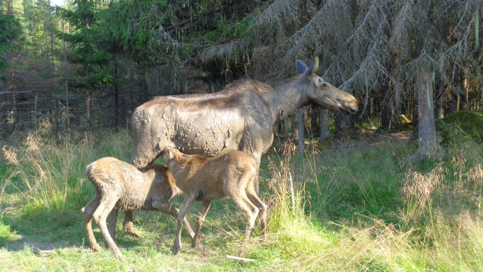Edelhert in Zweden