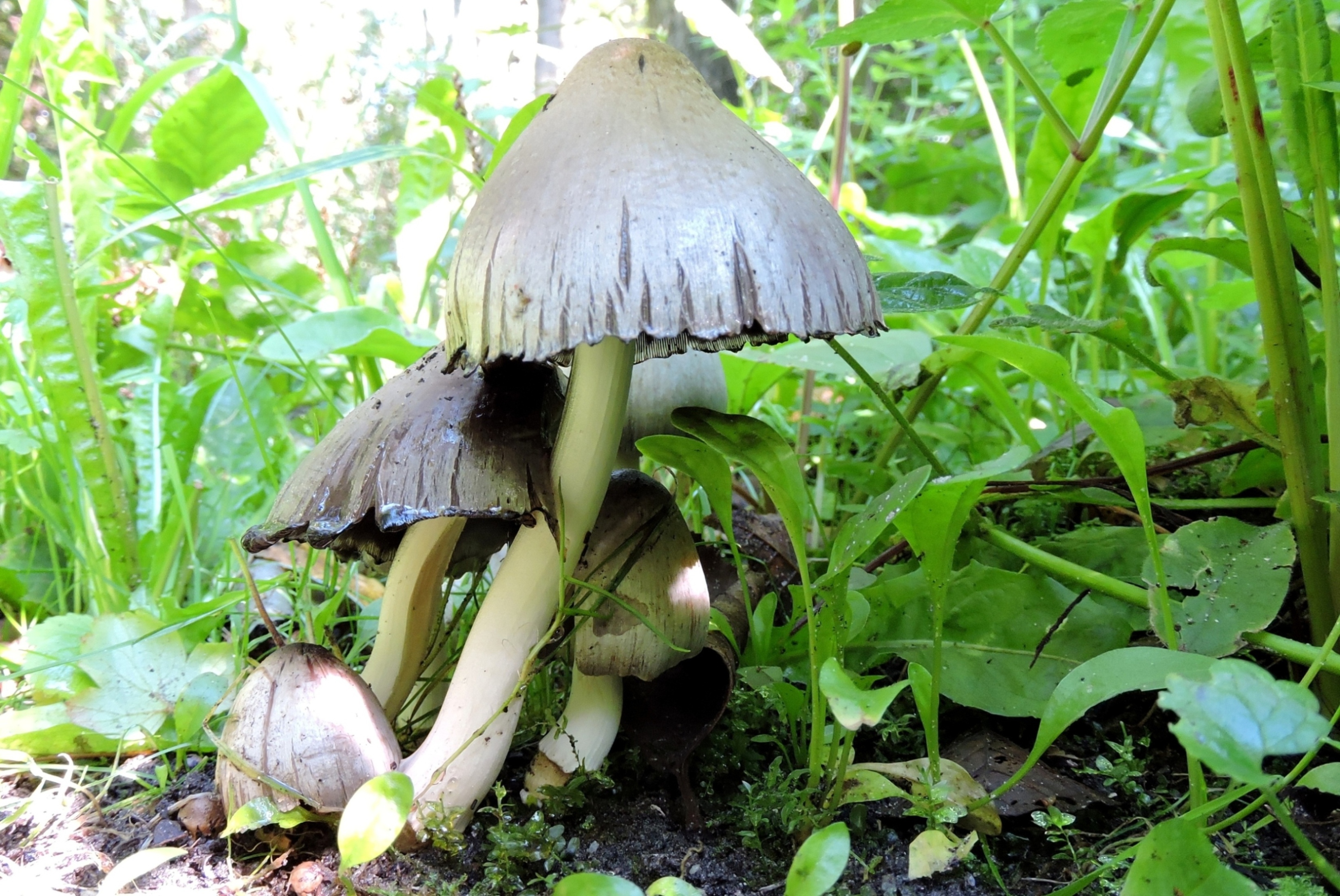 Eetbaar maar ook giftig