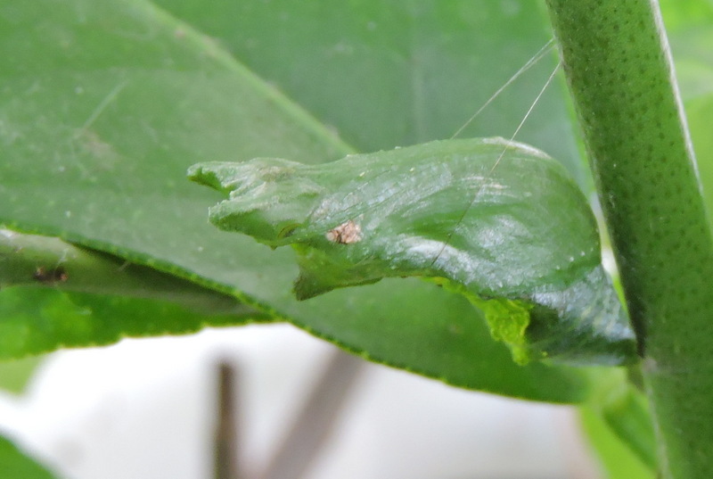 pop van de Limoenvlinder