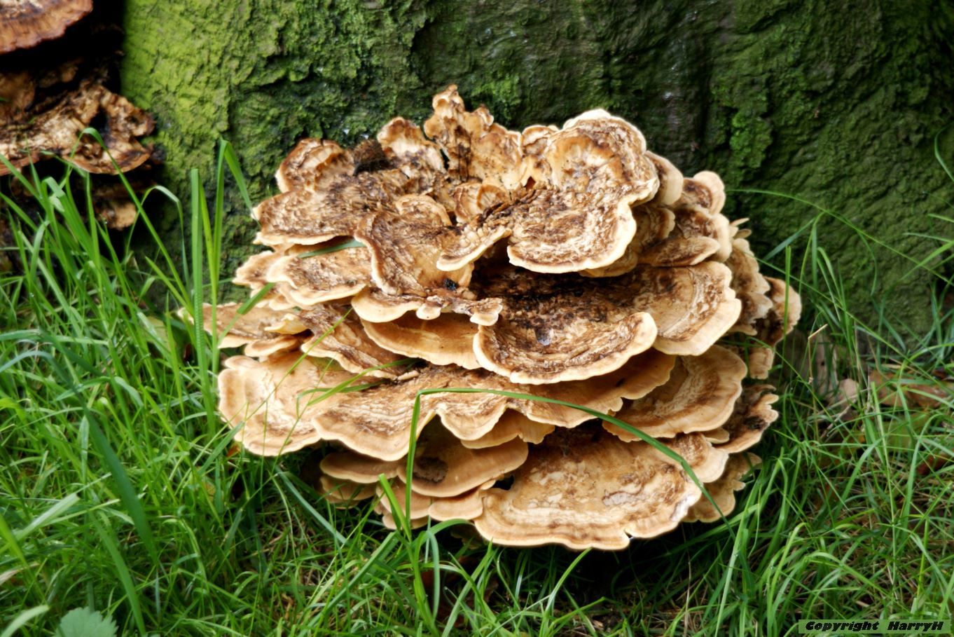 paddestoelen/zwammen