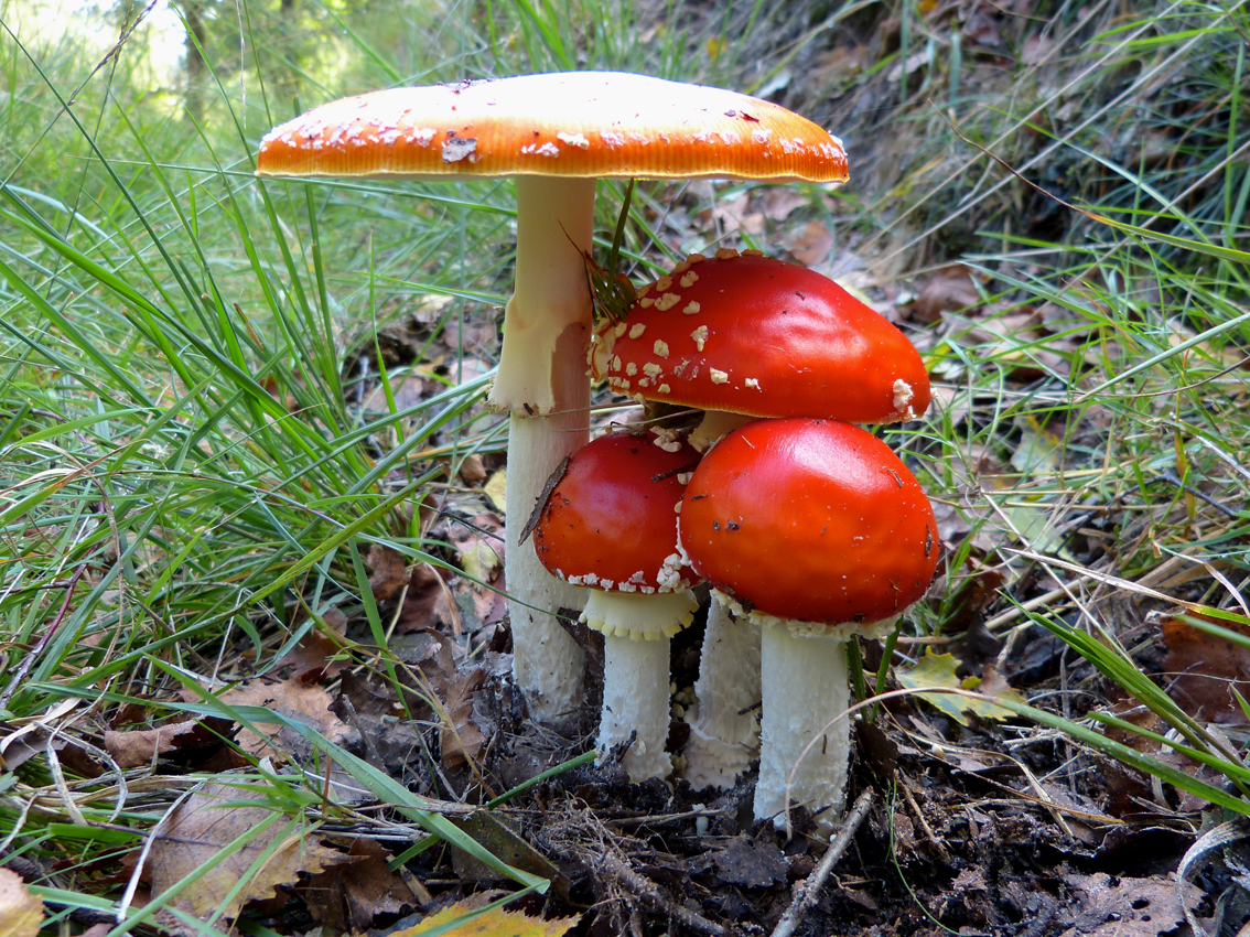 Onder een hoedje te vangen