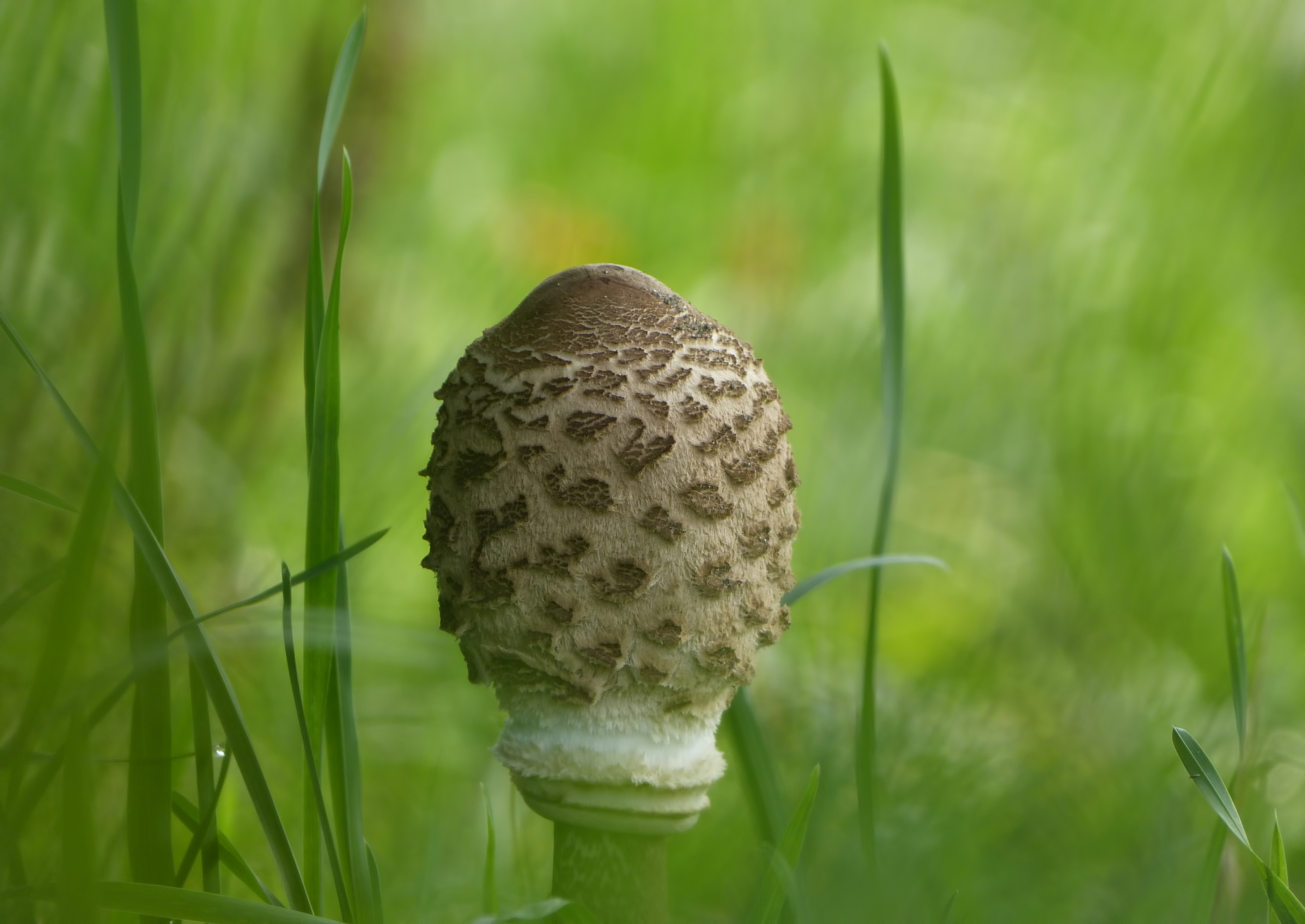 Parasolzwam