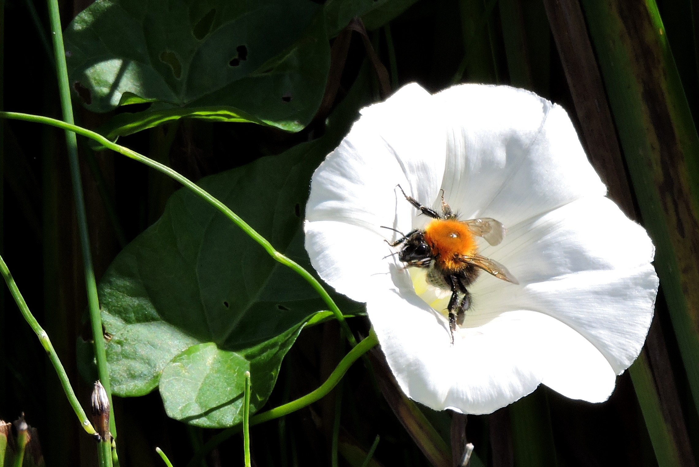 Hommeles in de Winde