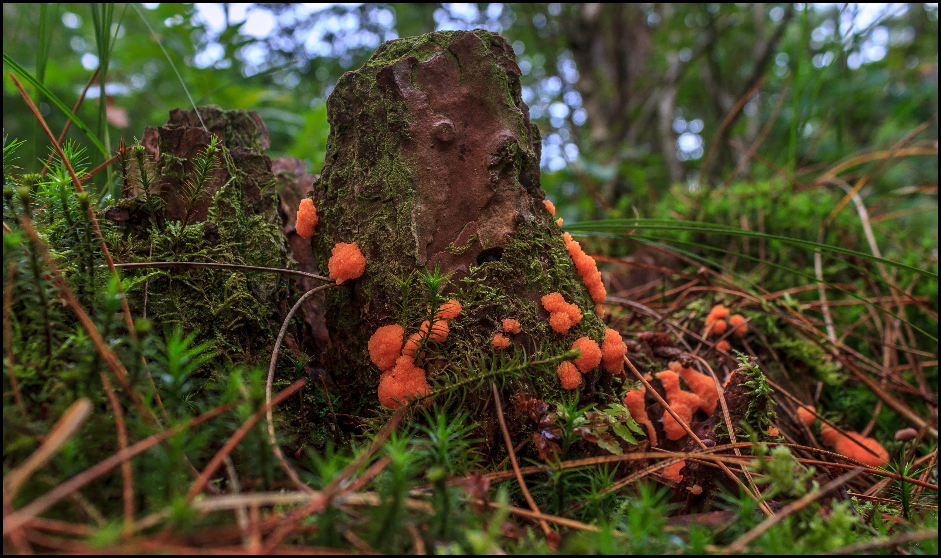 Rossig buiskussentje.