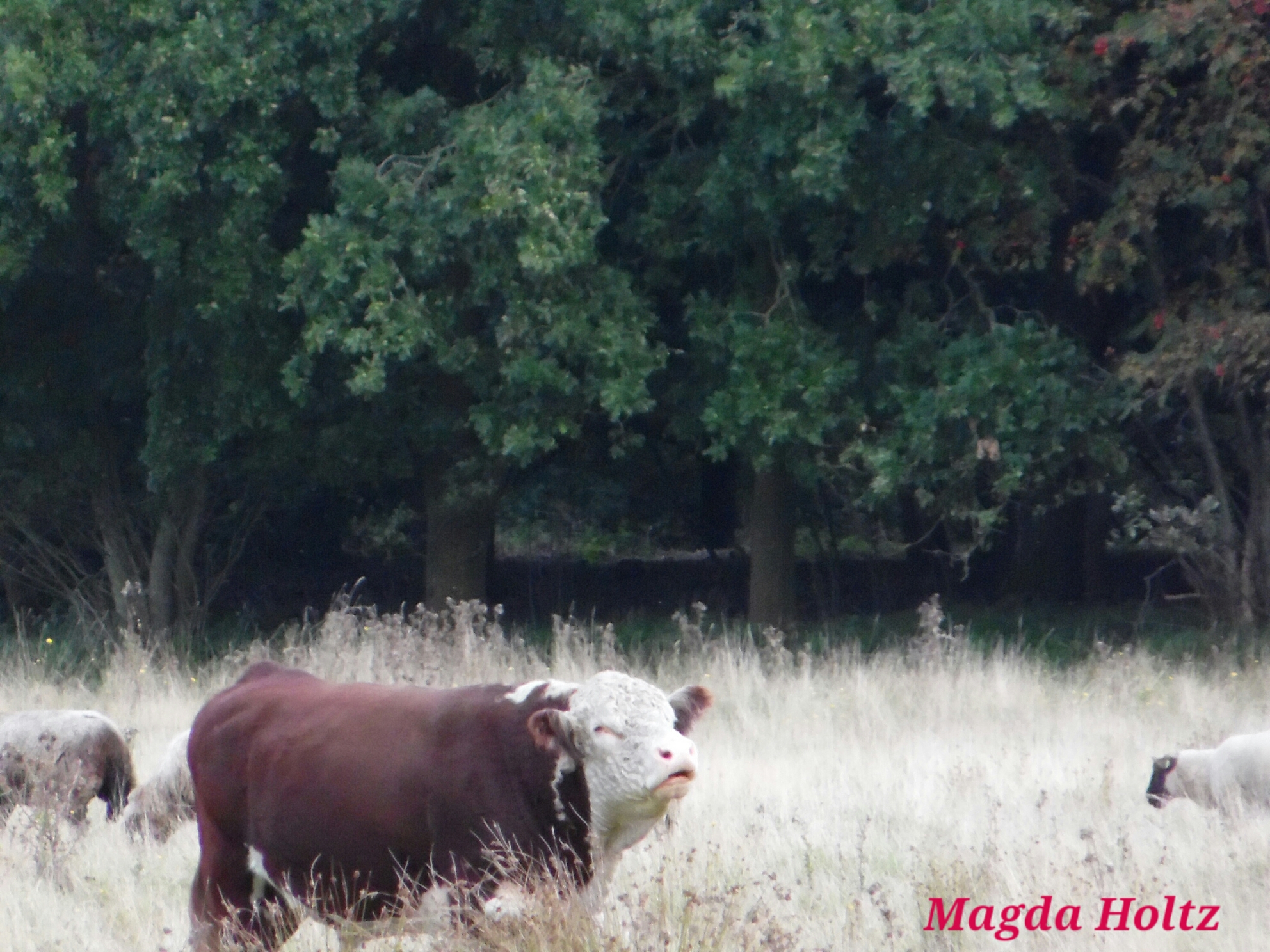 Ook diertjes kom je onderweg tegen