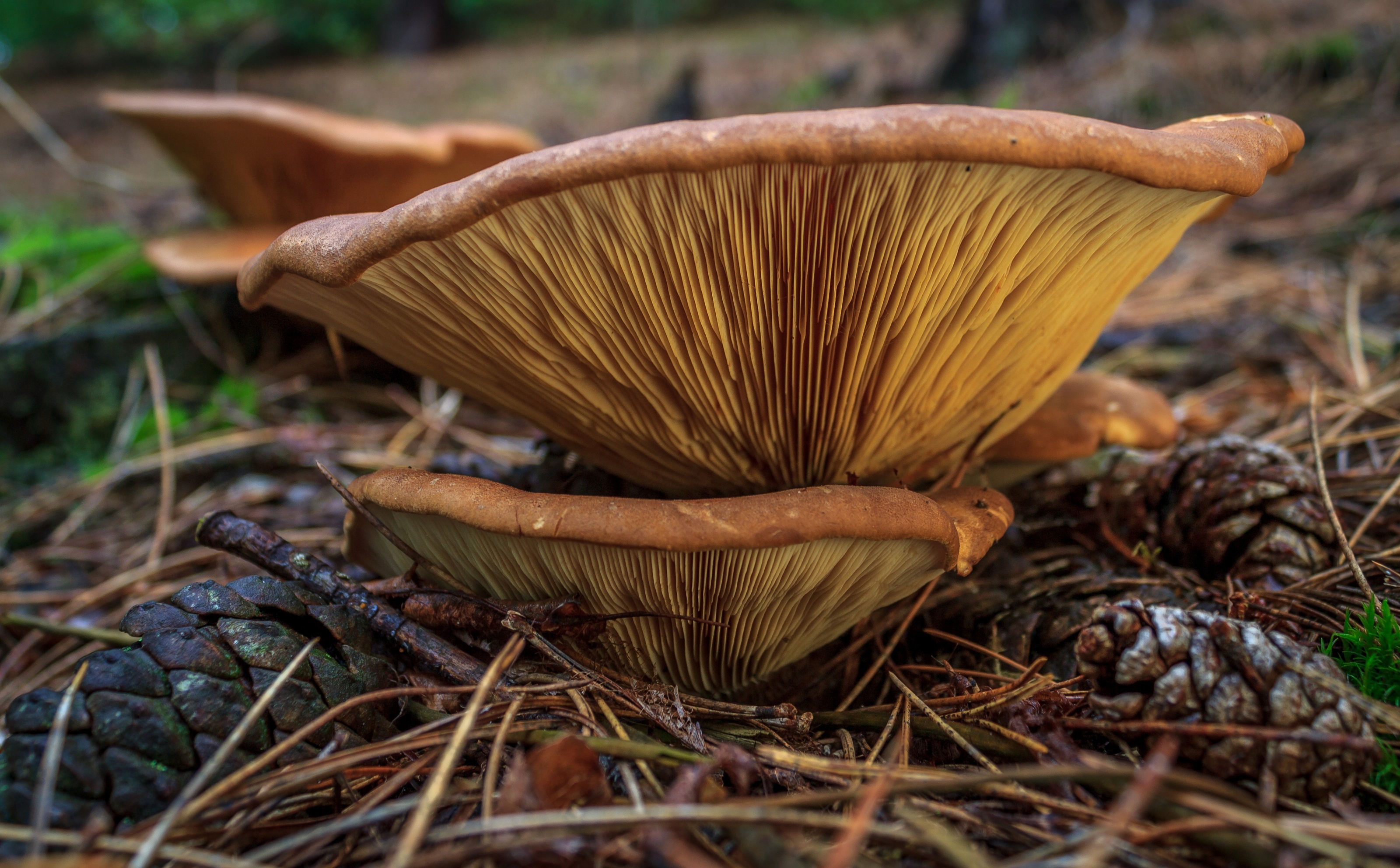 Laat de herfst maar beginnen.