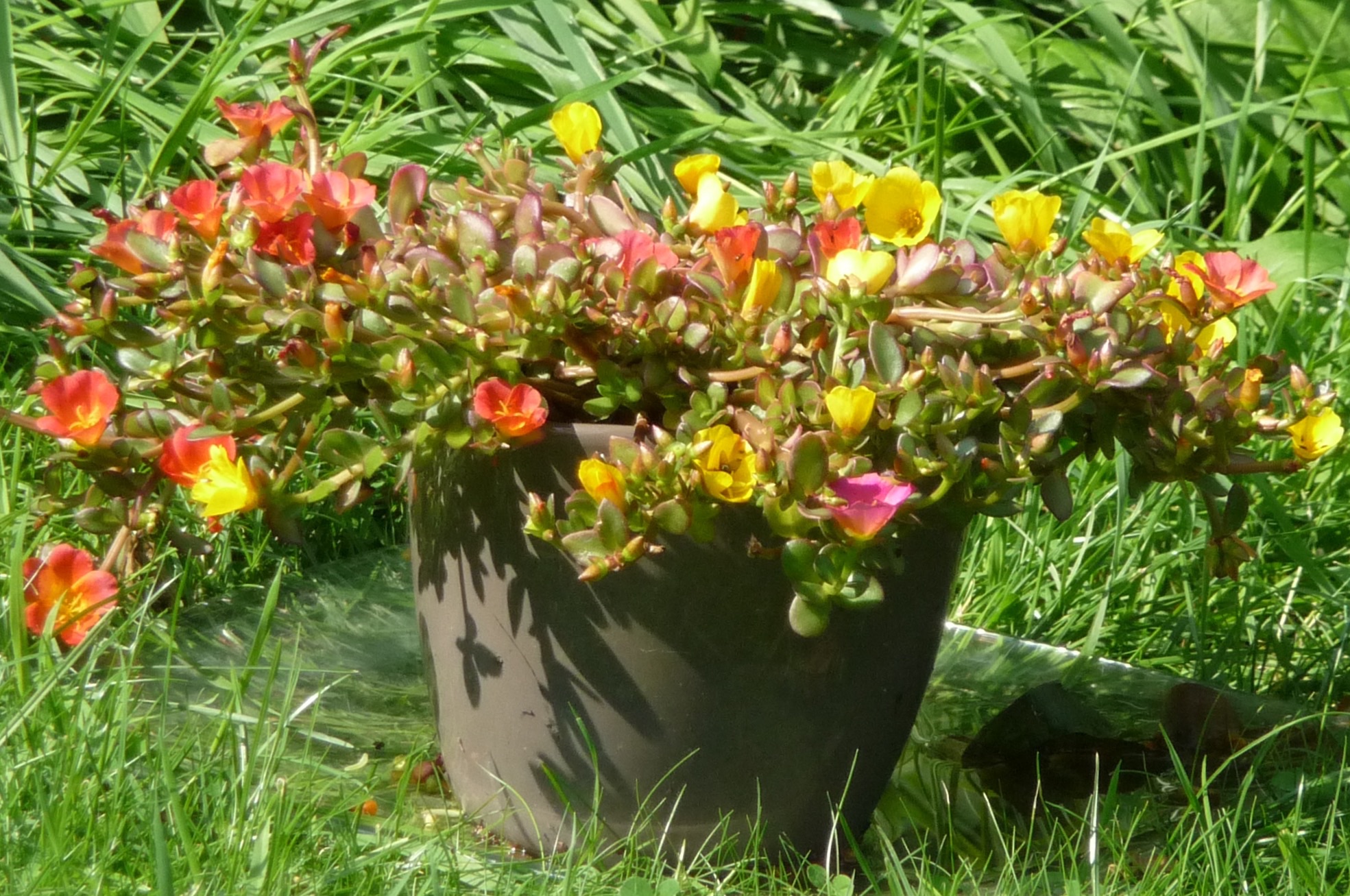 Portulaca