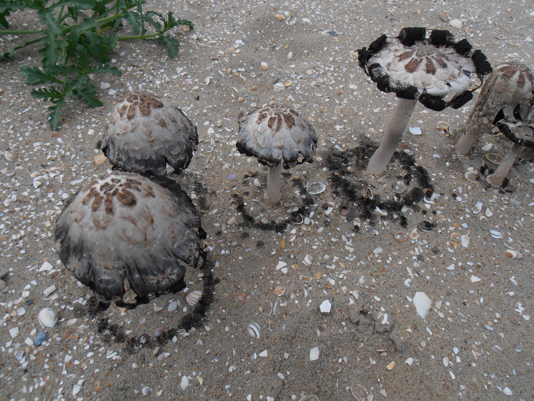 Inktzwammen op  het strand