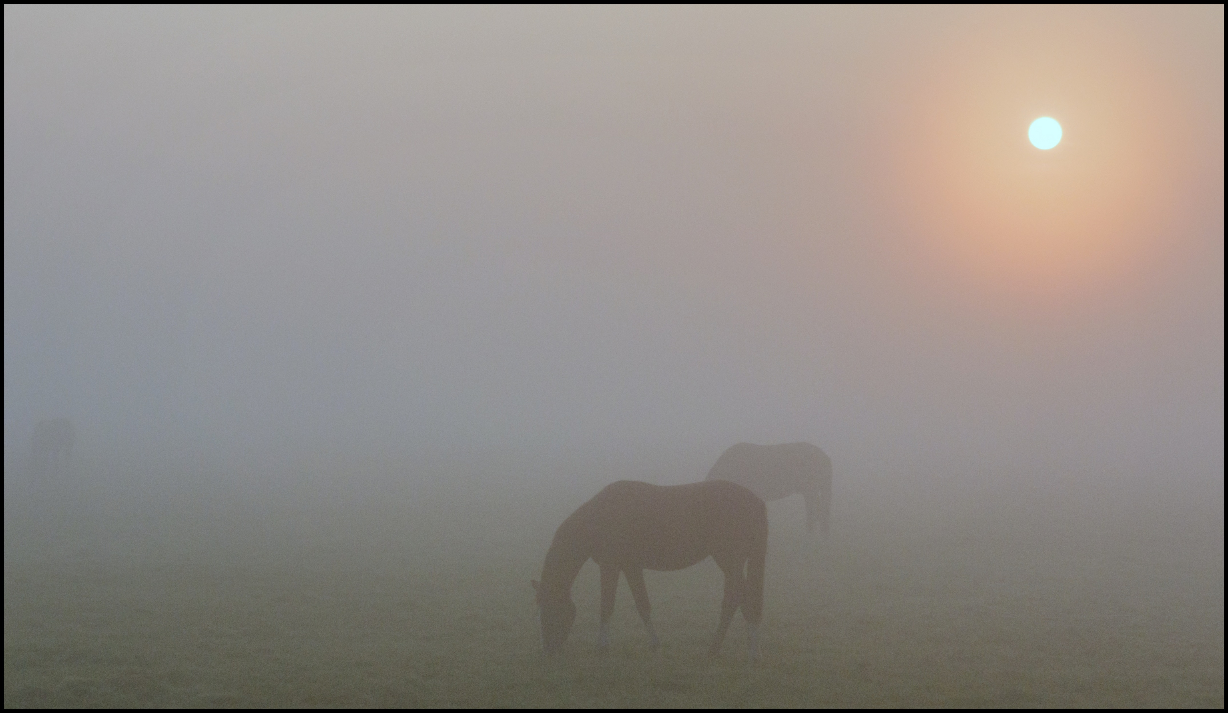Paarden in de mist.