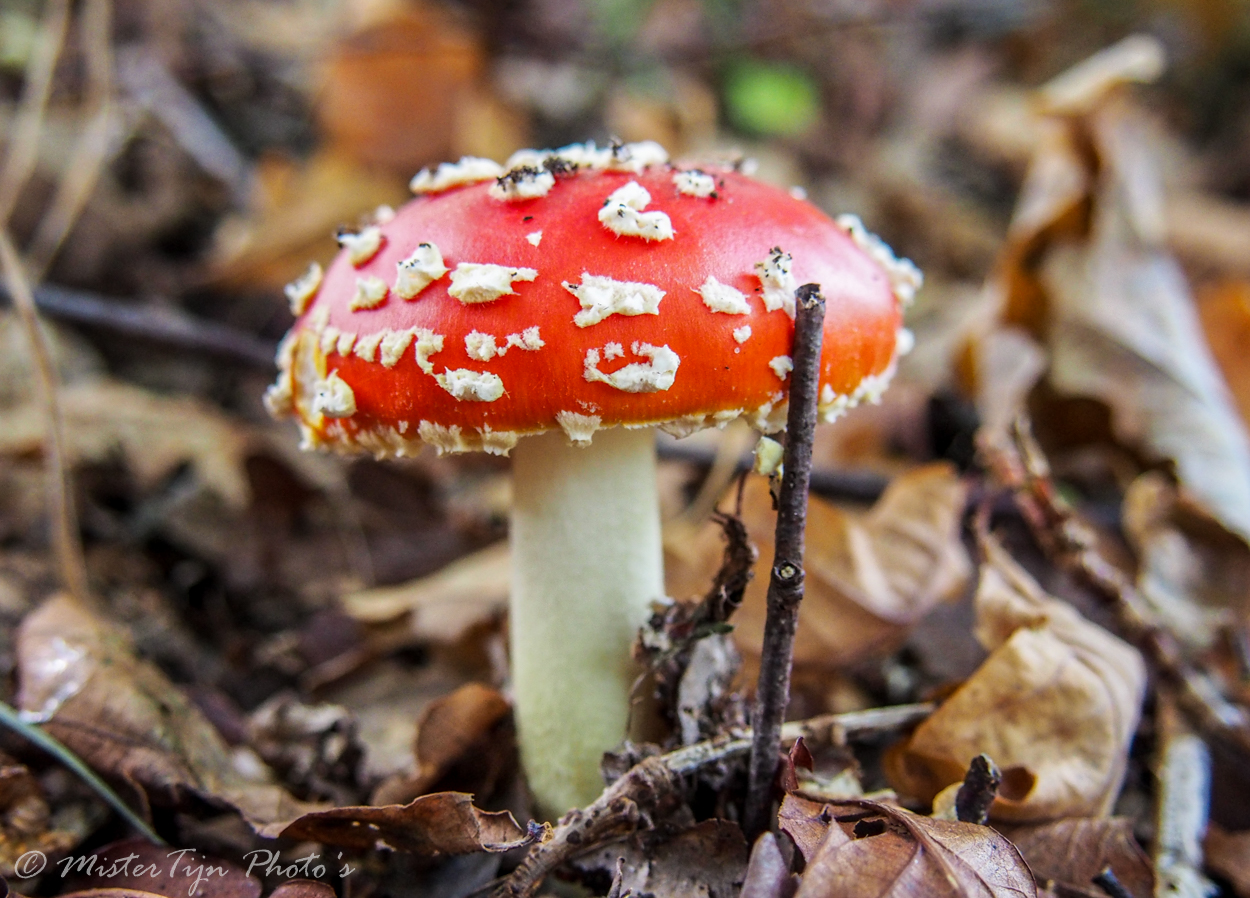 Rood met Witte stippen