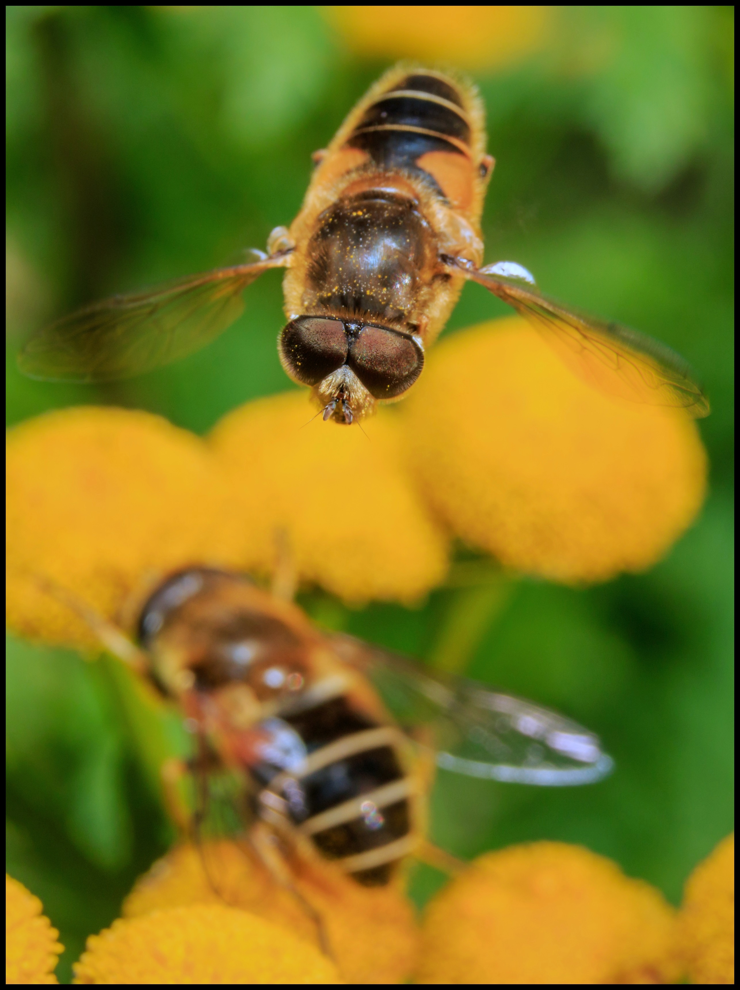 Zwevende zweefvlieg.