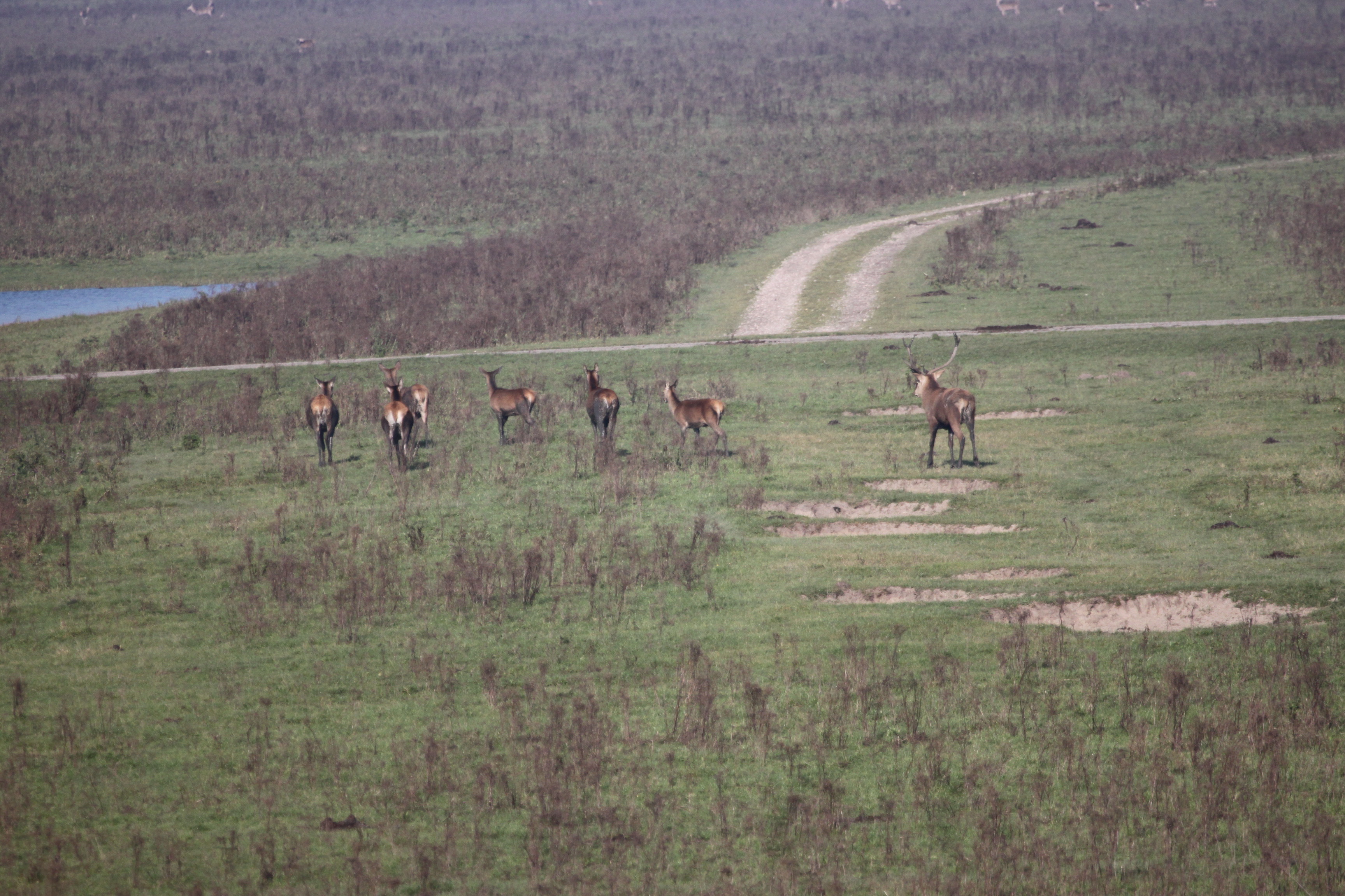 Edelhert met 6 hindes