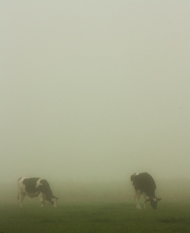 koeien in de mist