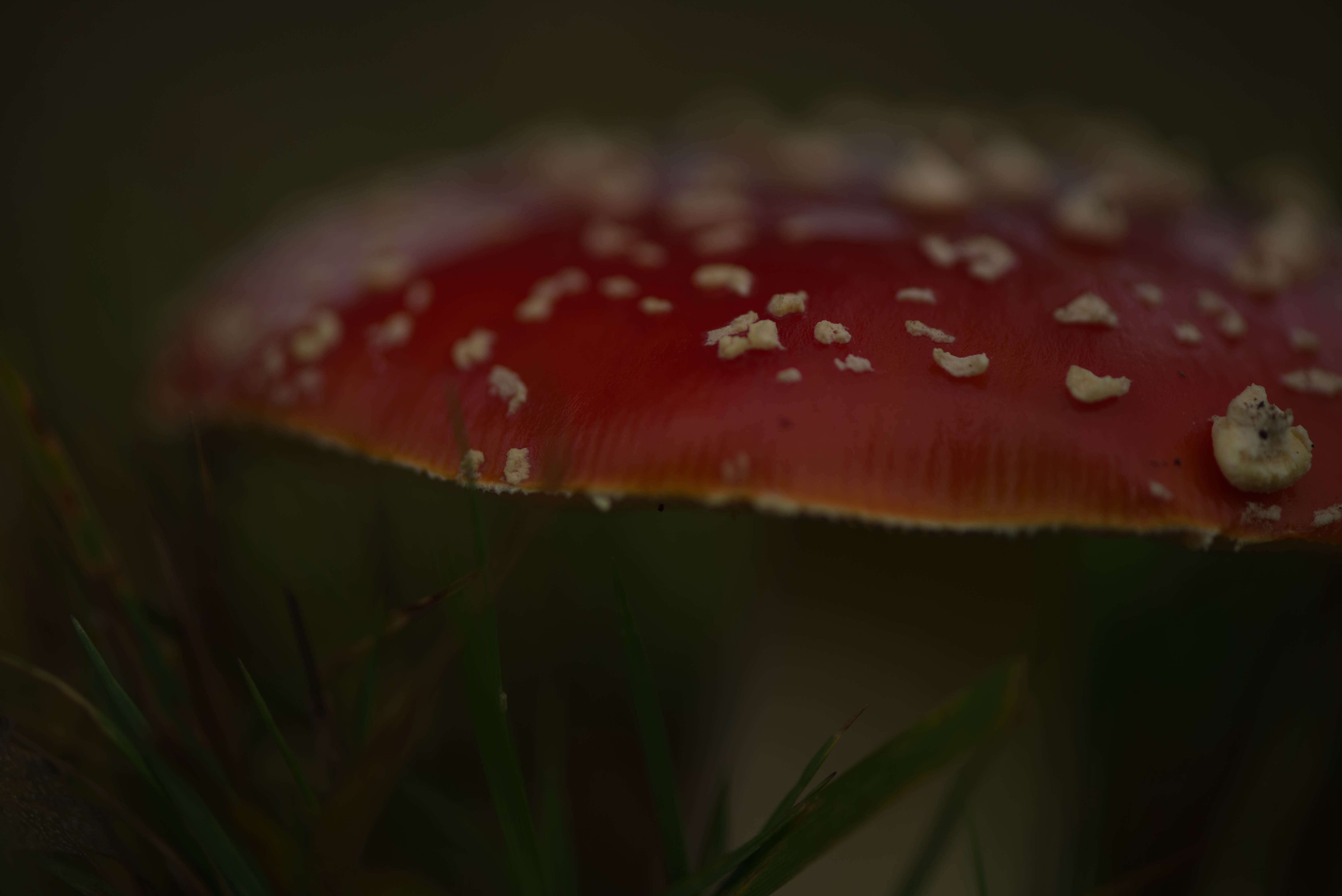 close up