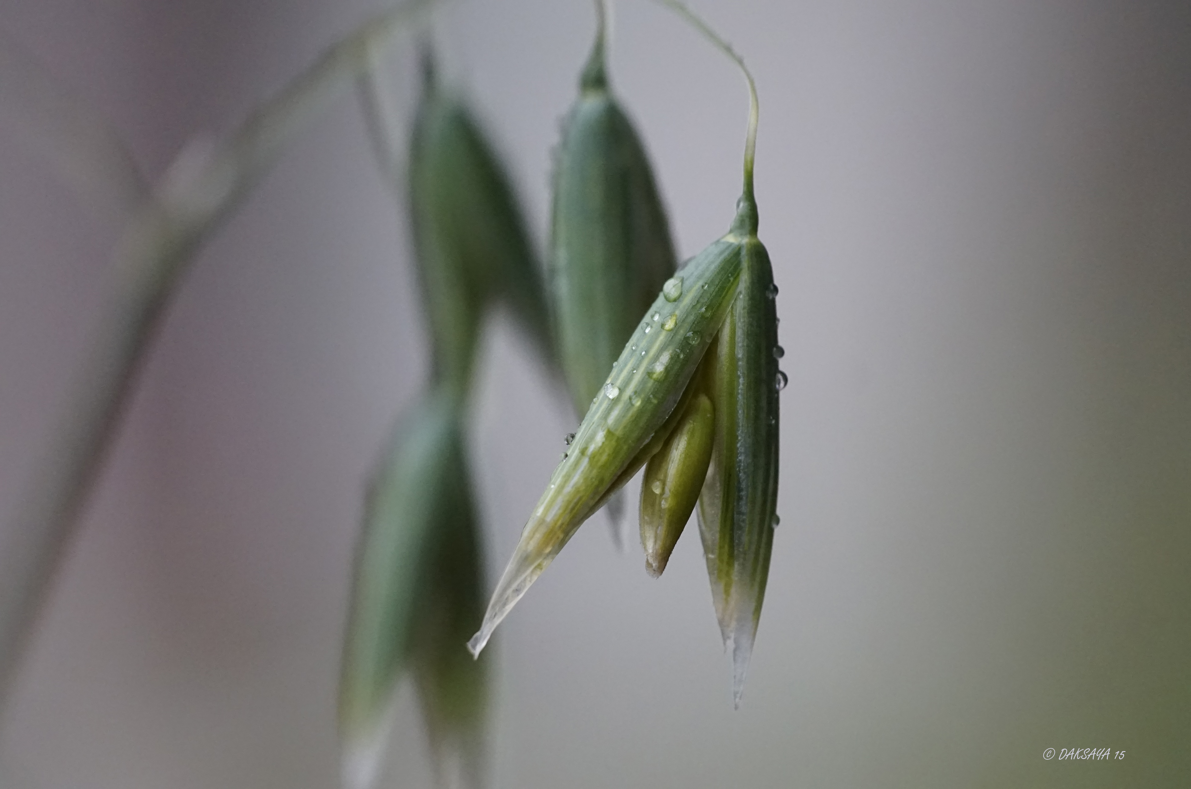 Gras