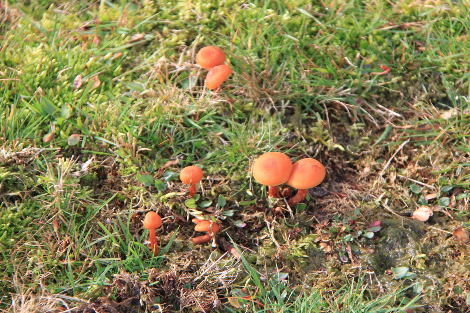 Oranje paddestoelen